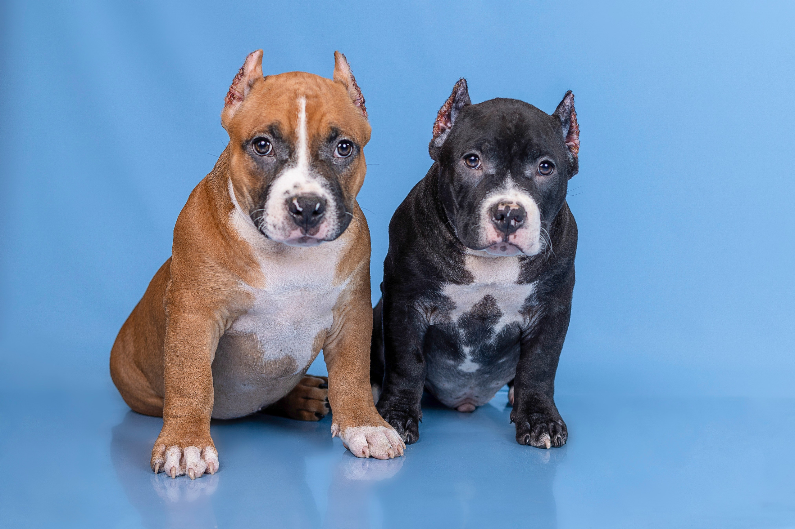 Американский булли!. Фотограф 📸 семейный, предметный, репортажный