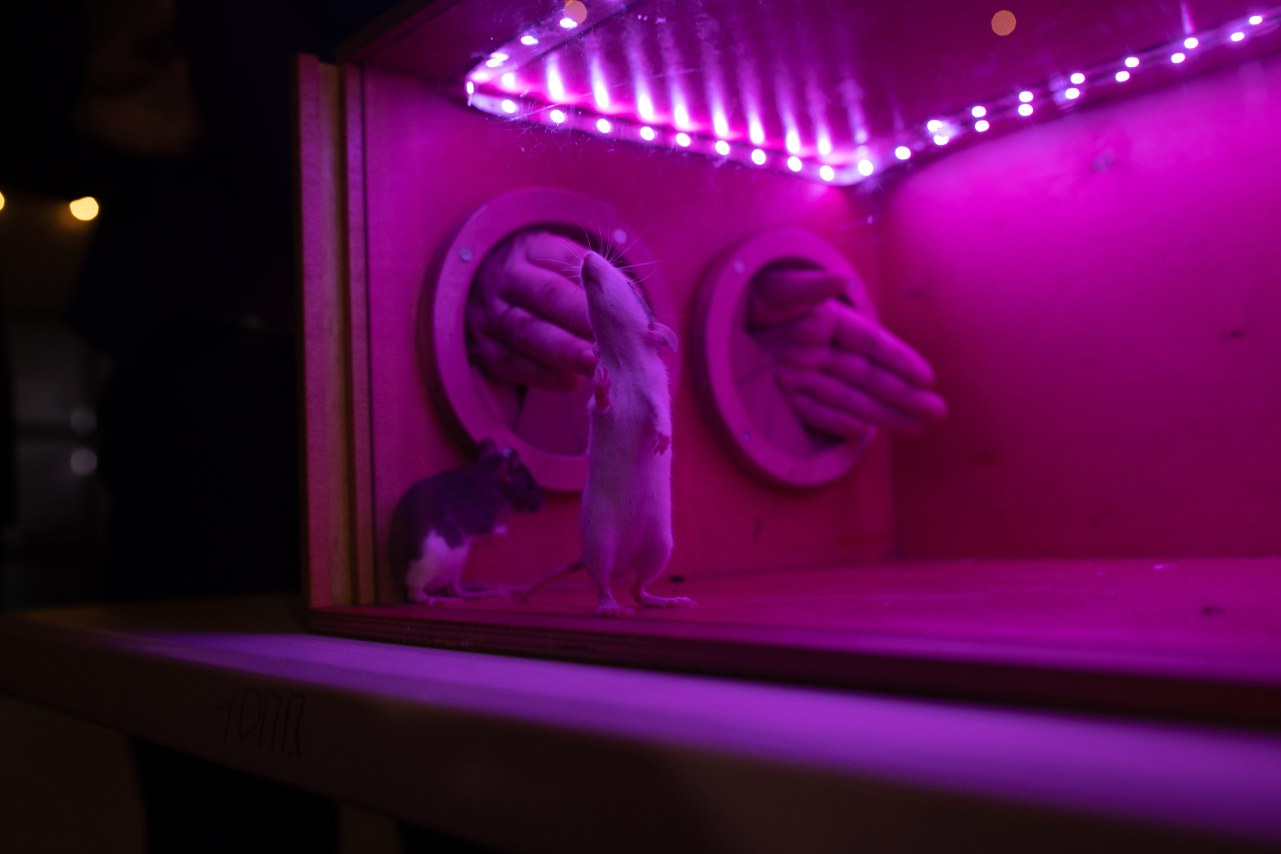 Anastasya/Anton. Свадебный фотограф Павел Князев