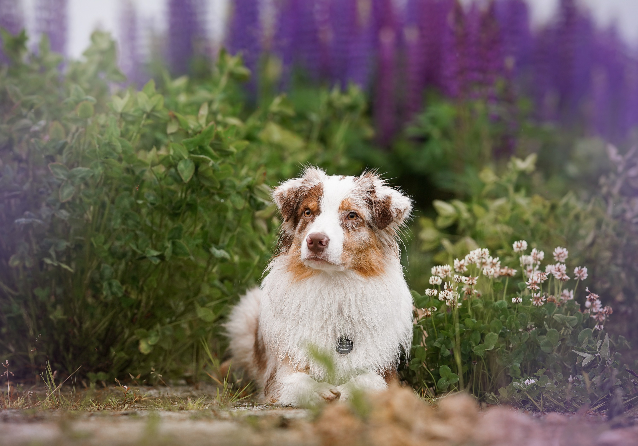 Аня Арчи и Панда в люпинах. Фотограф-анималист в Санкт-Петербурге Яна Мартынова