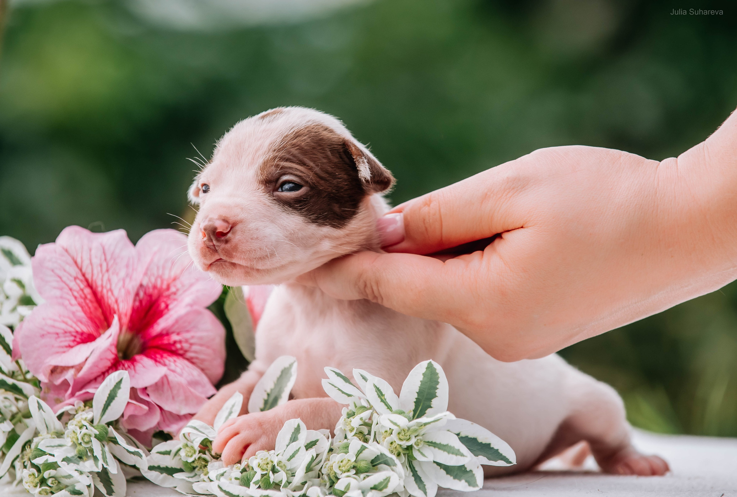 Щенки 2 недели. Главная