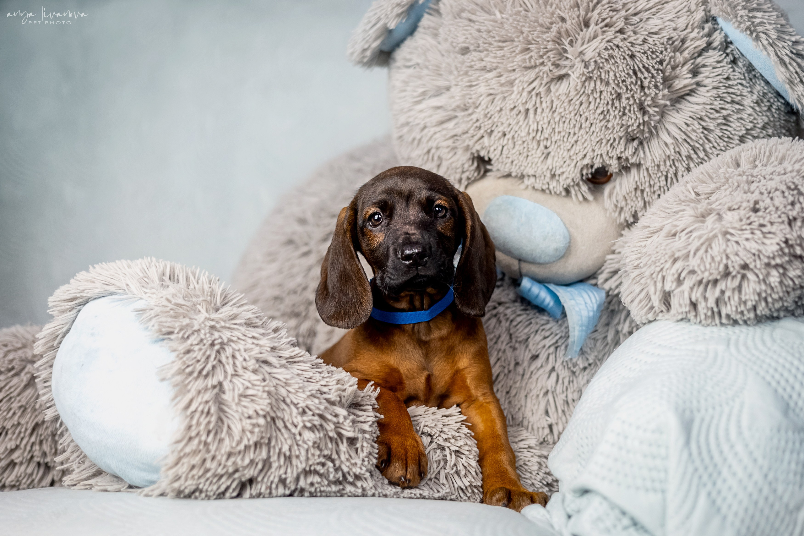 Баварцы. Фотограф анималист Аня Ливанова | Рыбинск