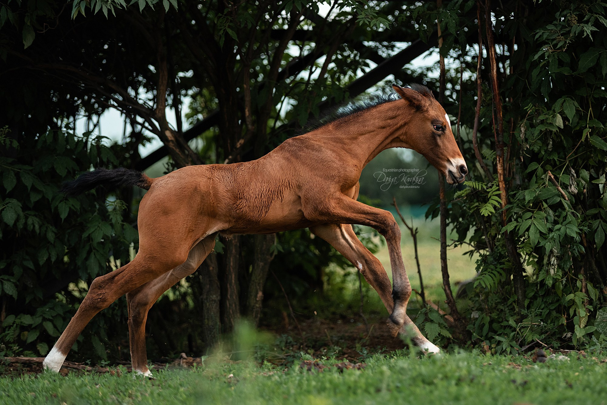 Малышка Кэндис. Конный фотограф Куракина Дарья • Фотосессии с лошадьми