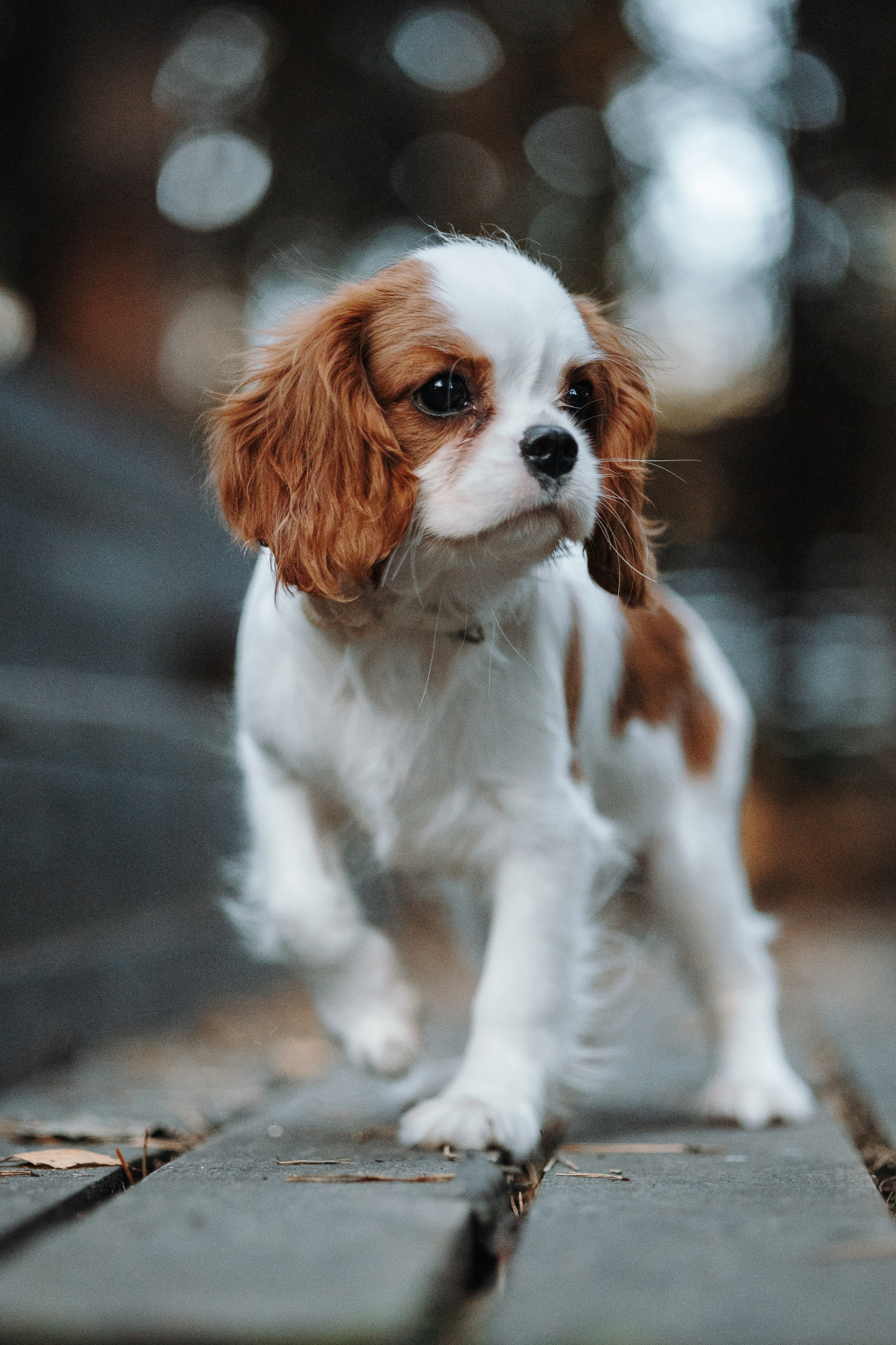 Семейная история. Фотограф — Анималист | Санкт-Петербург