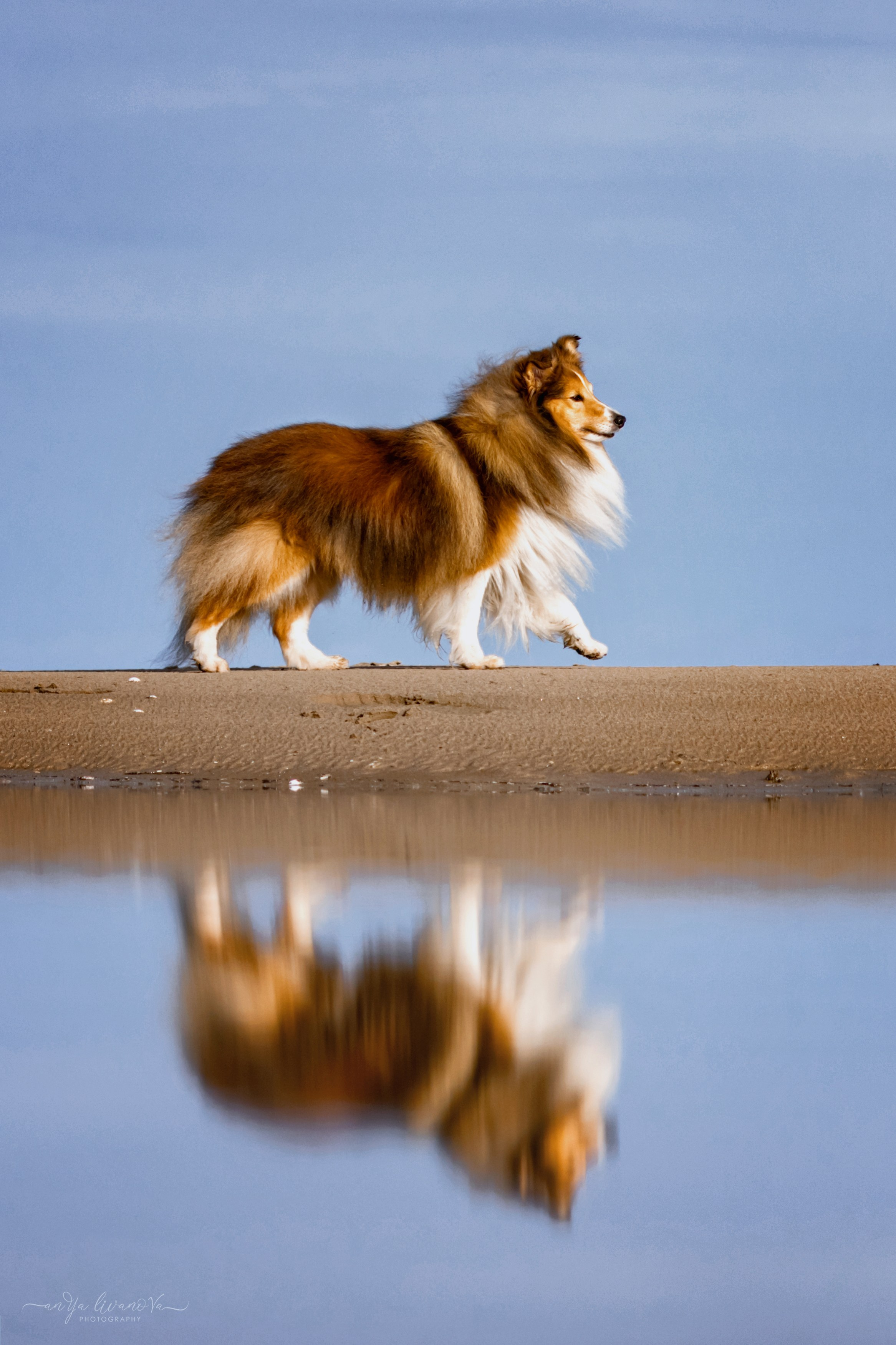 Рома. Фотограф анималист Аня Ливанова | Рыбинск