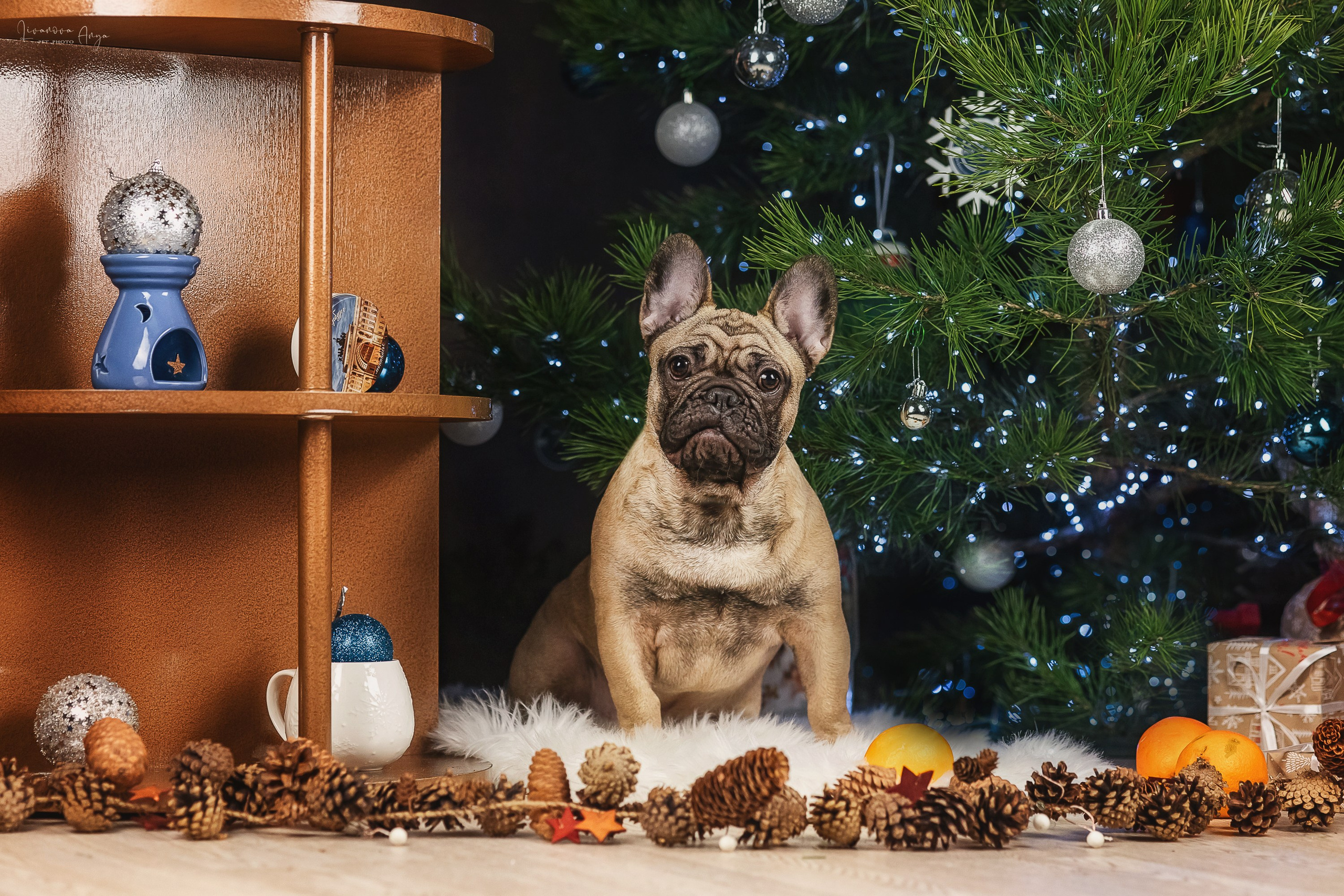 Фотодень_1 2025. Фотограф анималист Аня Ливанова | Рыбинск