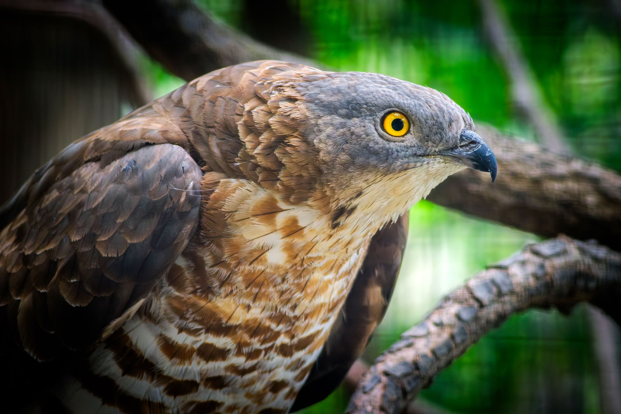 Свадебный фотограф в Геленджике
