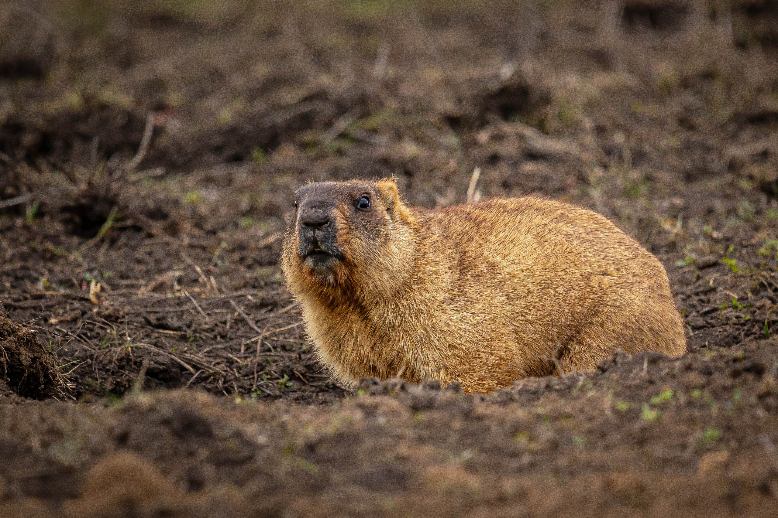 Дикий животный мир. Фотограф-АниМалист Анна Абрамова