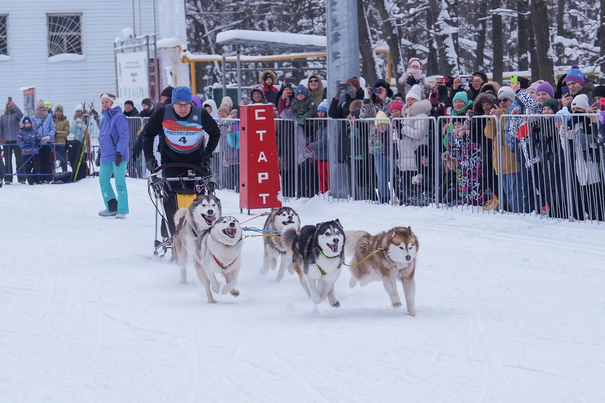 Рождественские гонки на собаках. Т/б «Чайка». Семейный фотограф Владимир Просвиркин. г. Самара