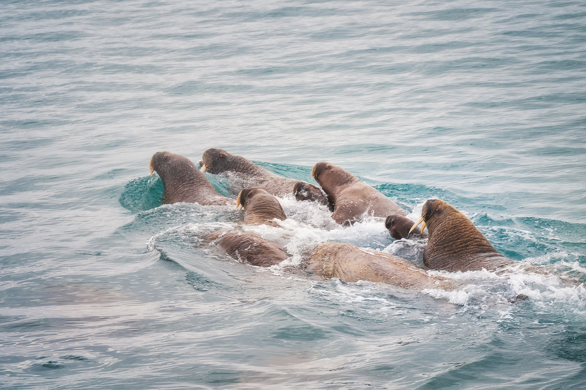 Арктика. Аэросъемка в Архангельске, Александр Ермолин