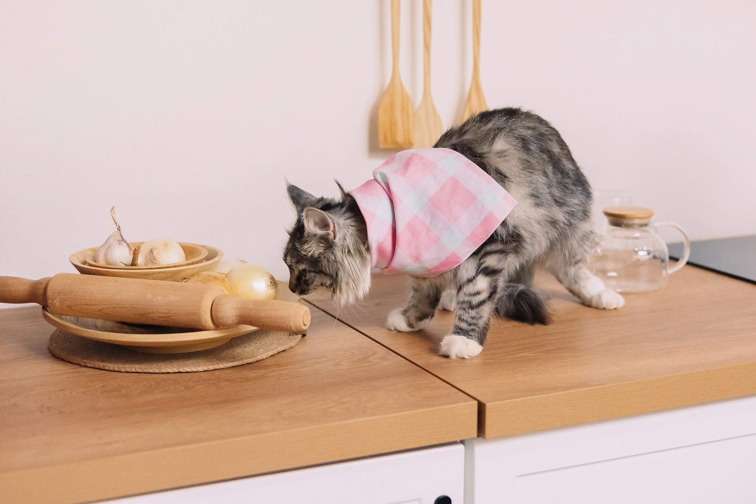 Магазин Friend of mine. Фотограф-анималист Елена Радченко, Москва