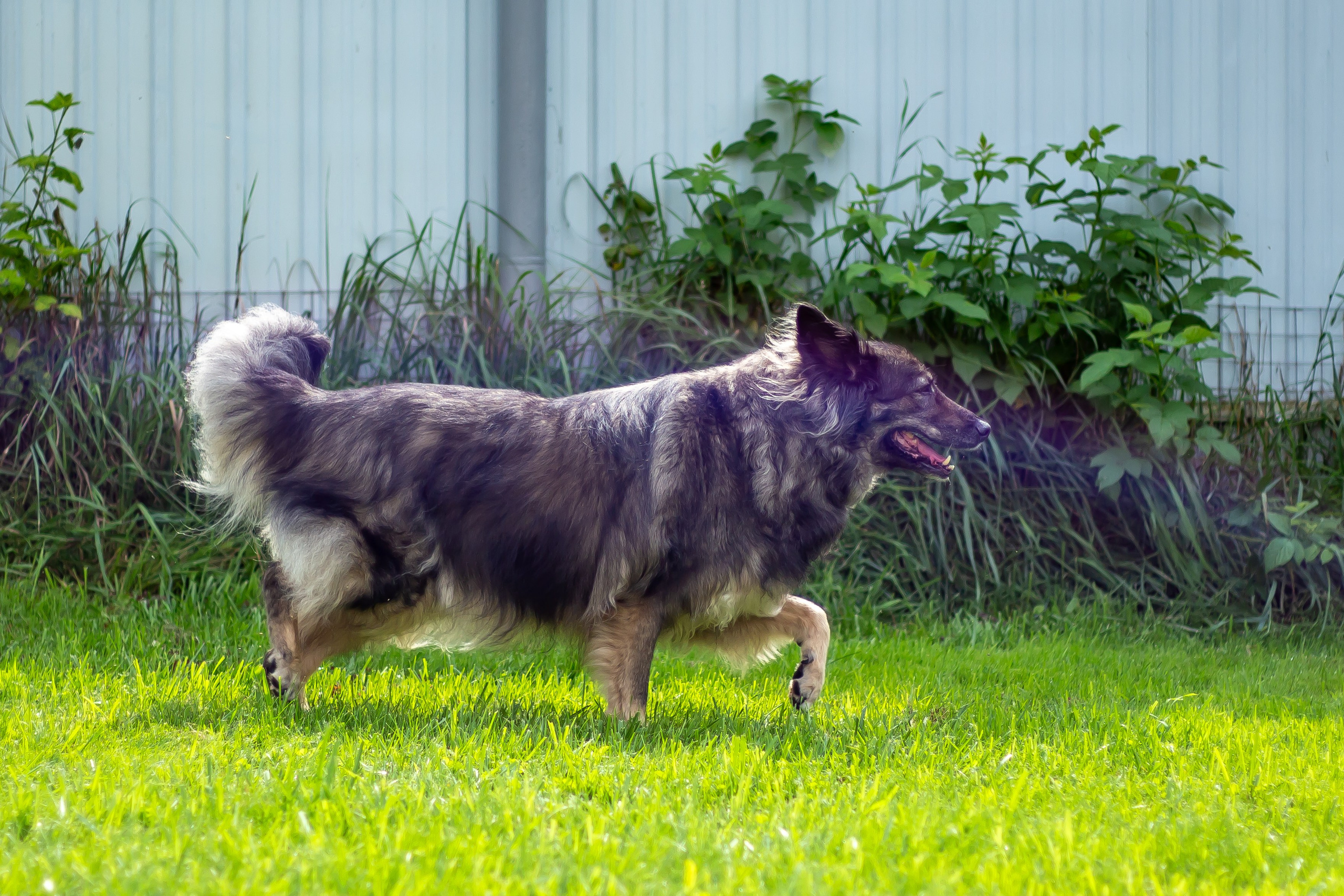 Собачья жизнь — Зоогостиница «Счастливые мечтатели». Фотограф • Орехово-Зуево • Балашиха • TEFO