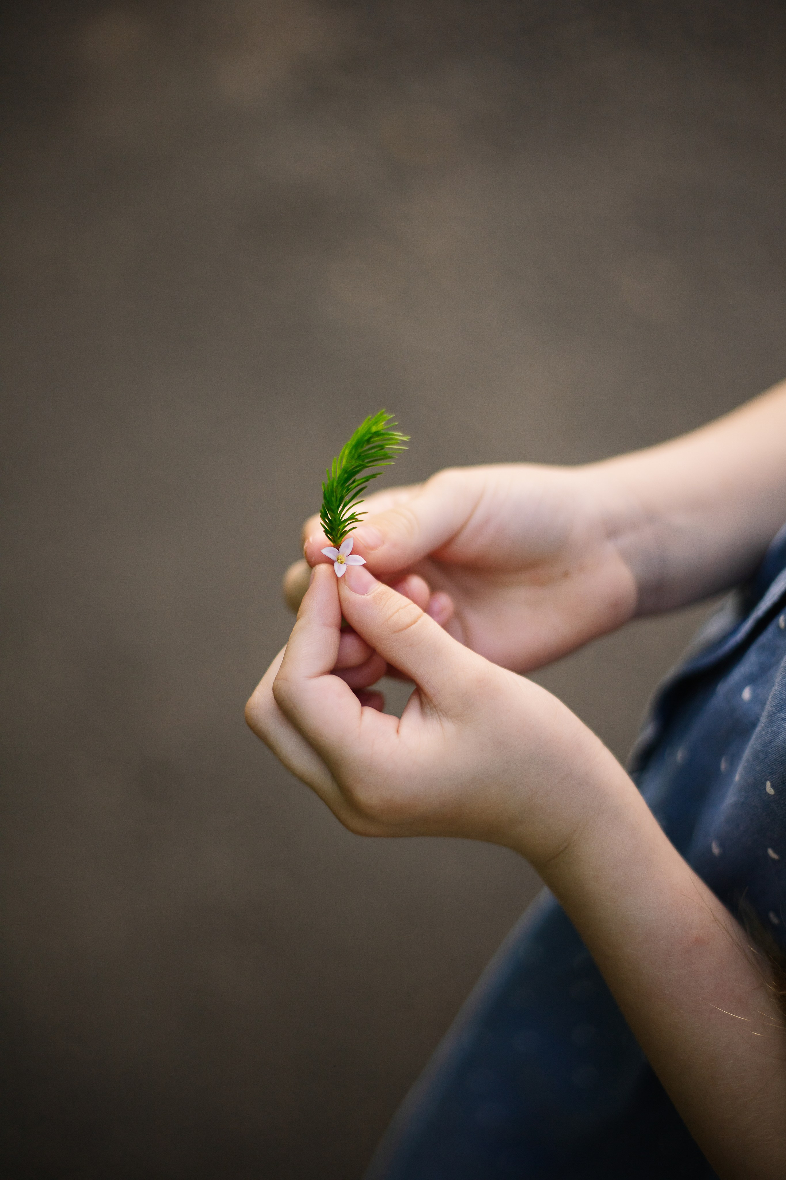 Летняя прогулка в Ботаническом саду города Томска. Семейный фотограф в Томске Максимова Екатерина
