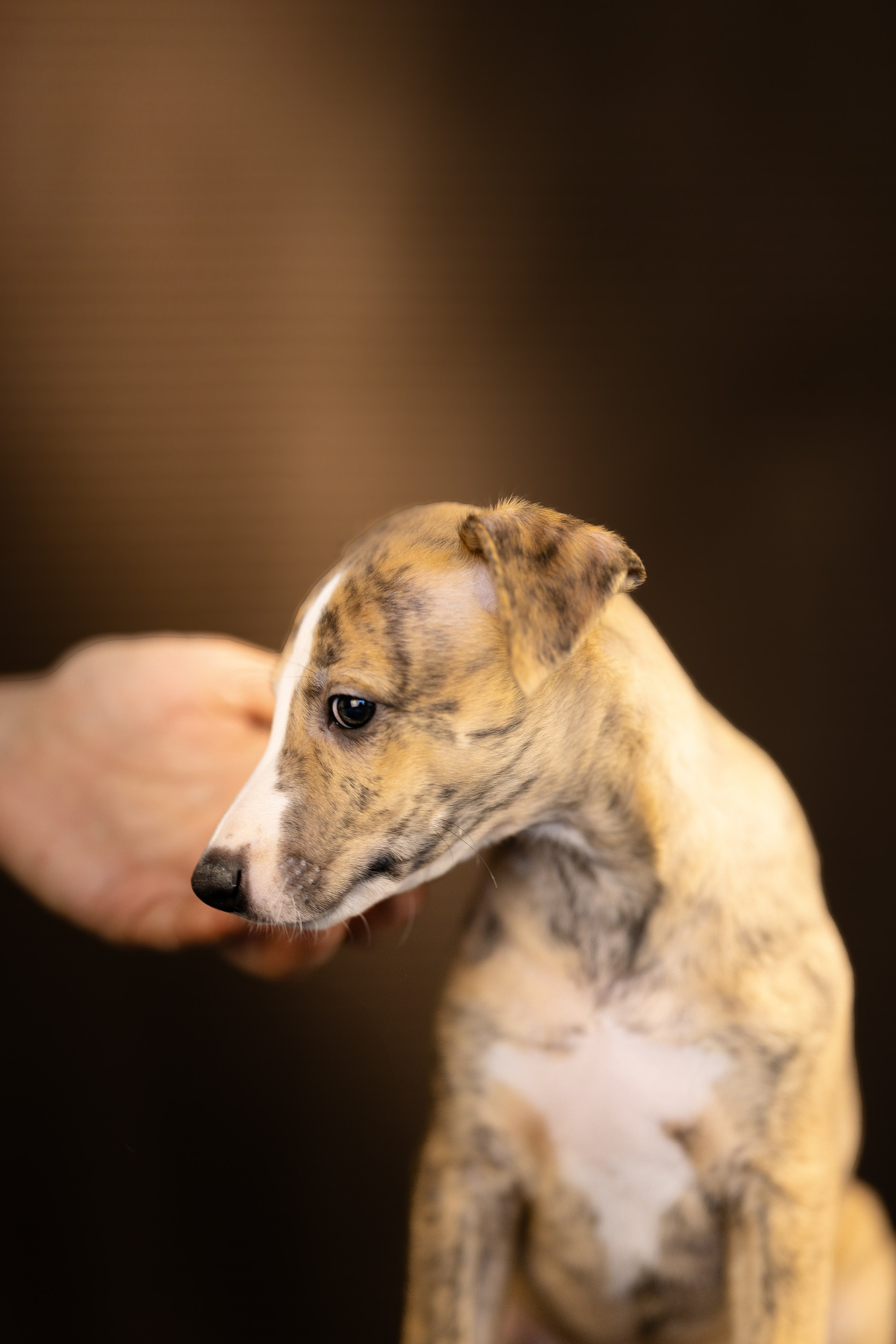 Уиппет. Фотограф и видеограф анималист Аганина Дарья