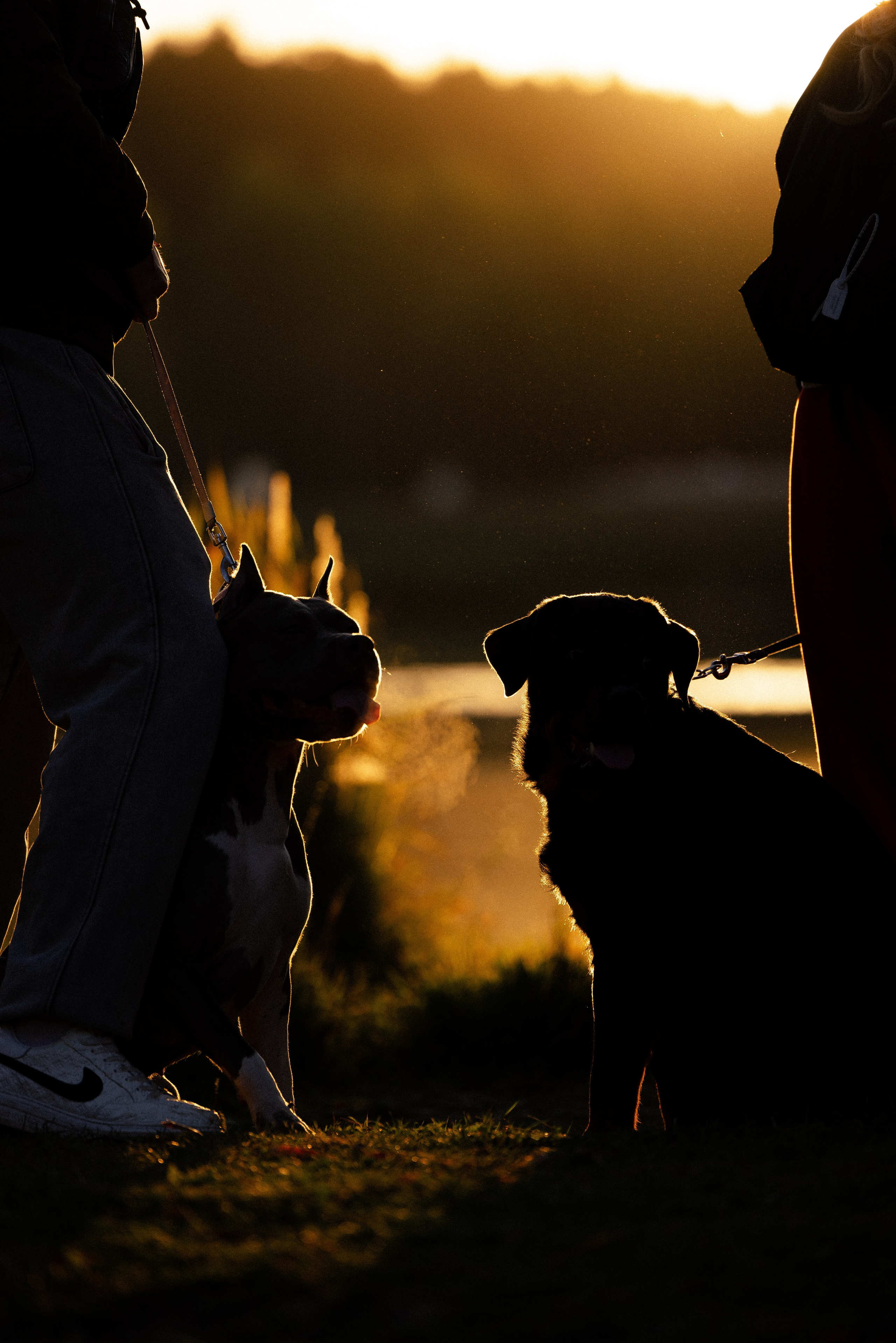 Катя, Леша, Лея и Трой. Фотограф и видеограф анималист Аганина Дарья
