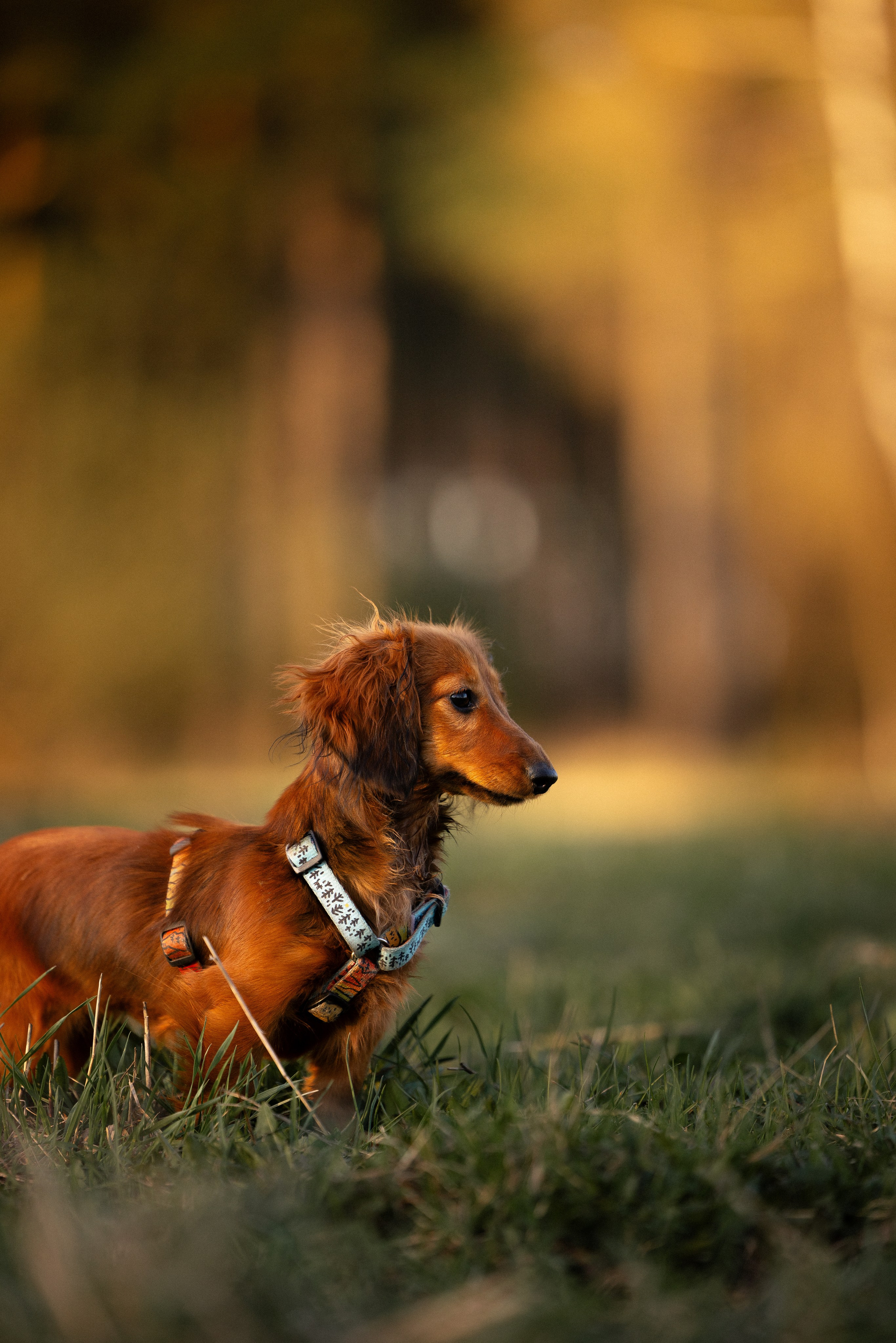 Разношерстная компания. Фотограф и видеограф анималист Аганина Дарья