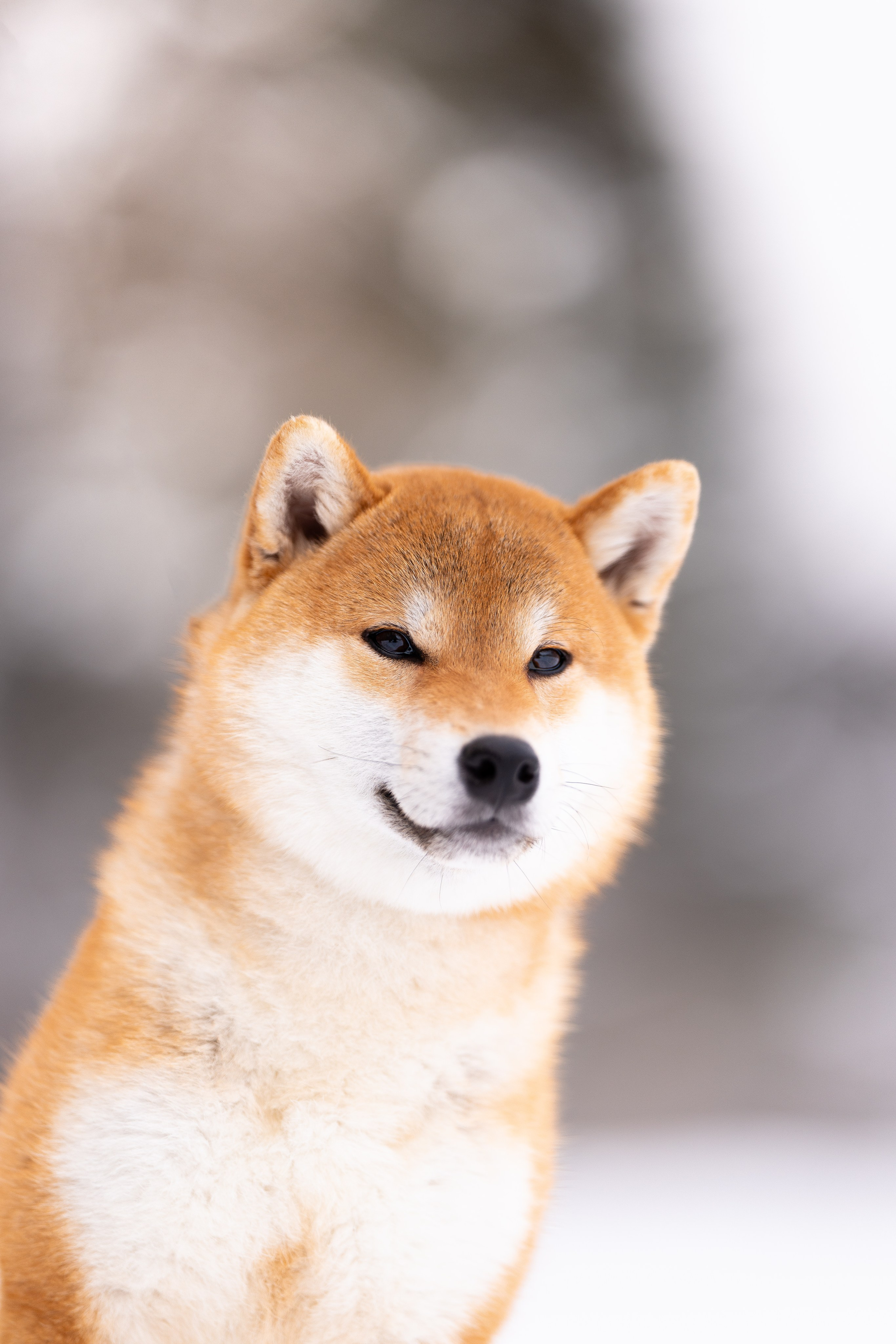 Юми, Серж и Тоши. Фотограф и видеограф анималист Аганина Дарья