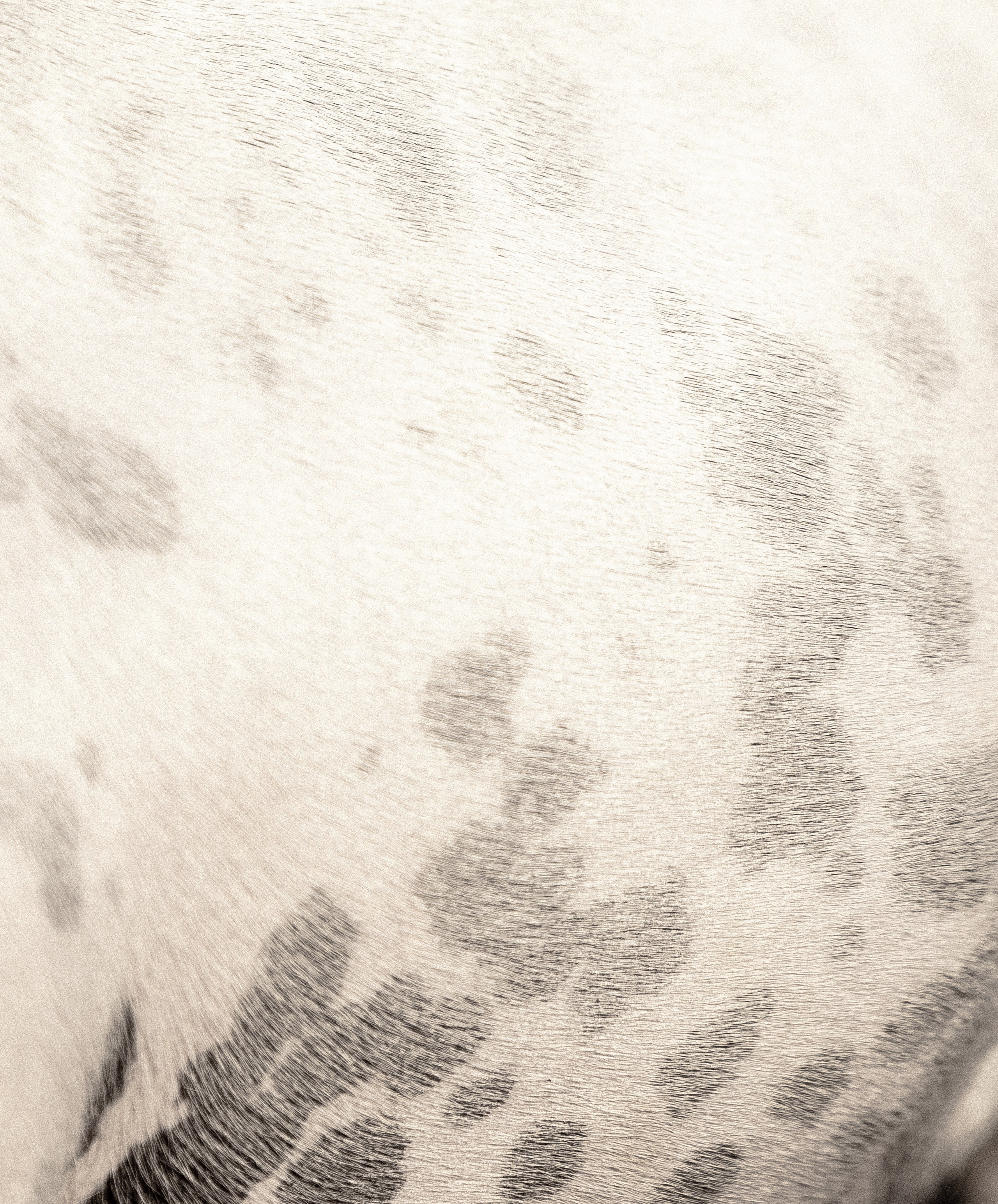 Женя, Афра и Молли. Фотограф и видеограф анималист Аганина Дарья