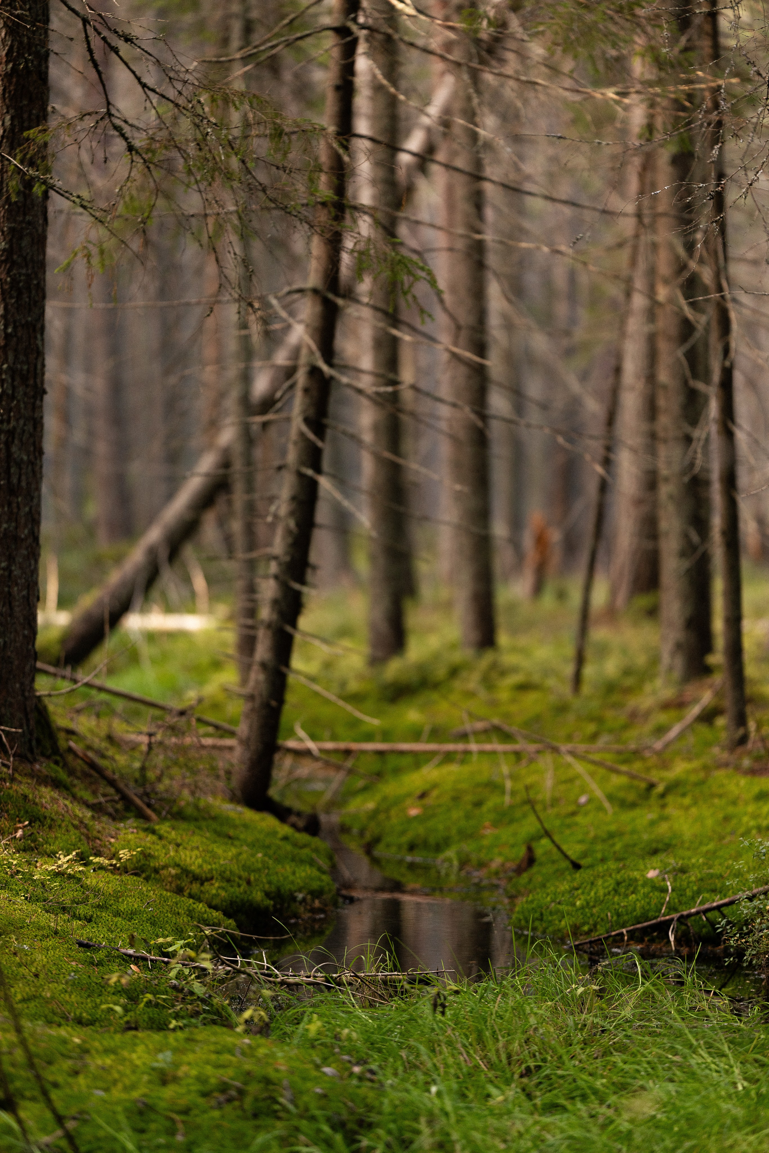 Karelia. Фотограф и видеограф анималист Аганина Дарья