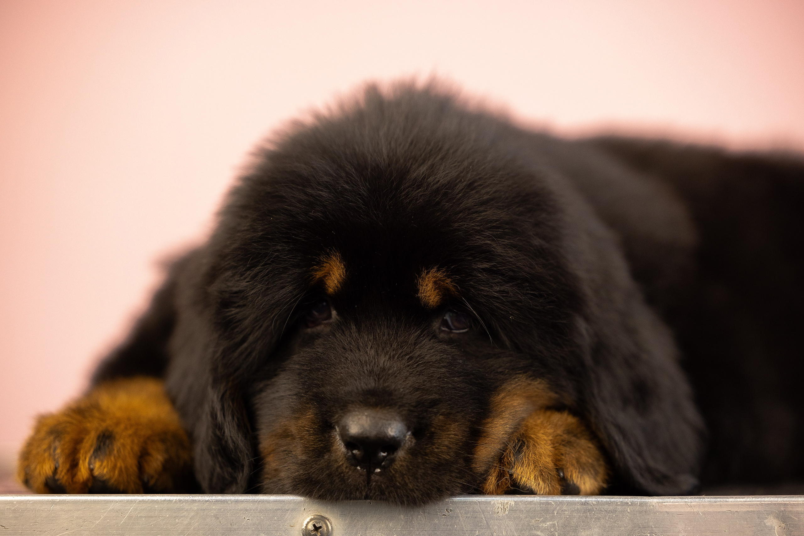 Тибетский мастиф. Фотограф и видеограф анималист Аганина Дарья