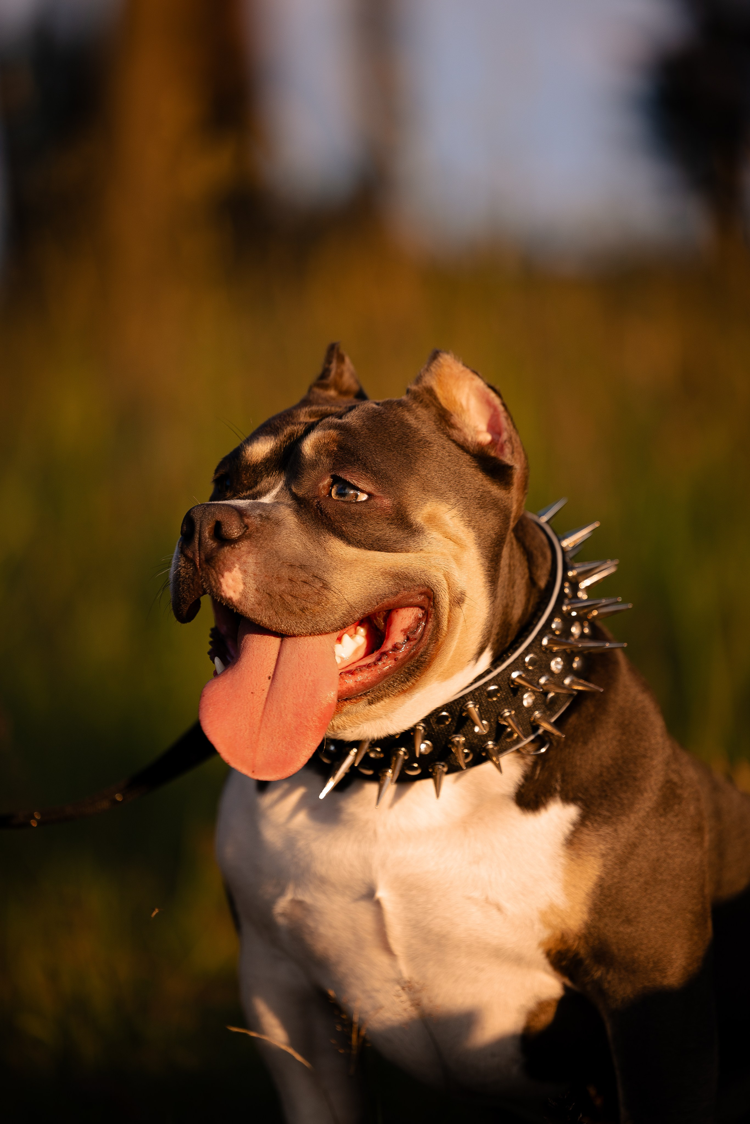 Валерия и Наган. Фотограф и видеограф анималист Аганина Дарья