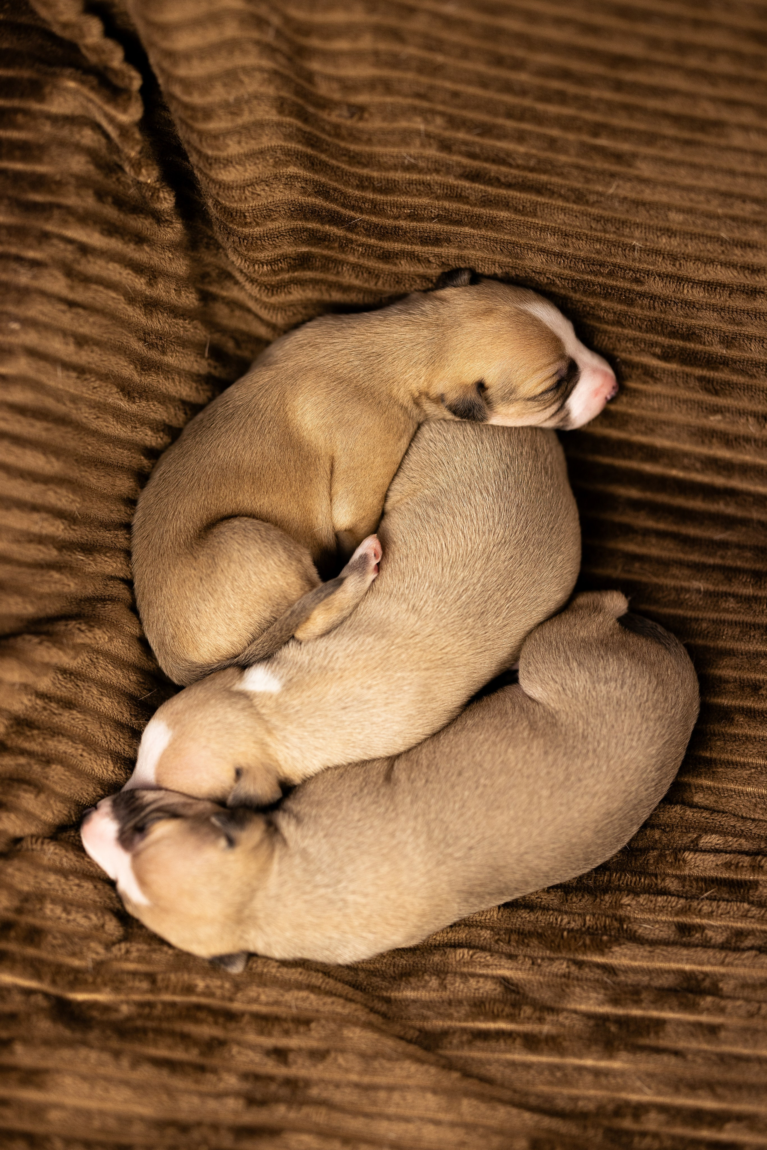 Уиппет. Фотограф и видеограф анималист Аганина Дарья