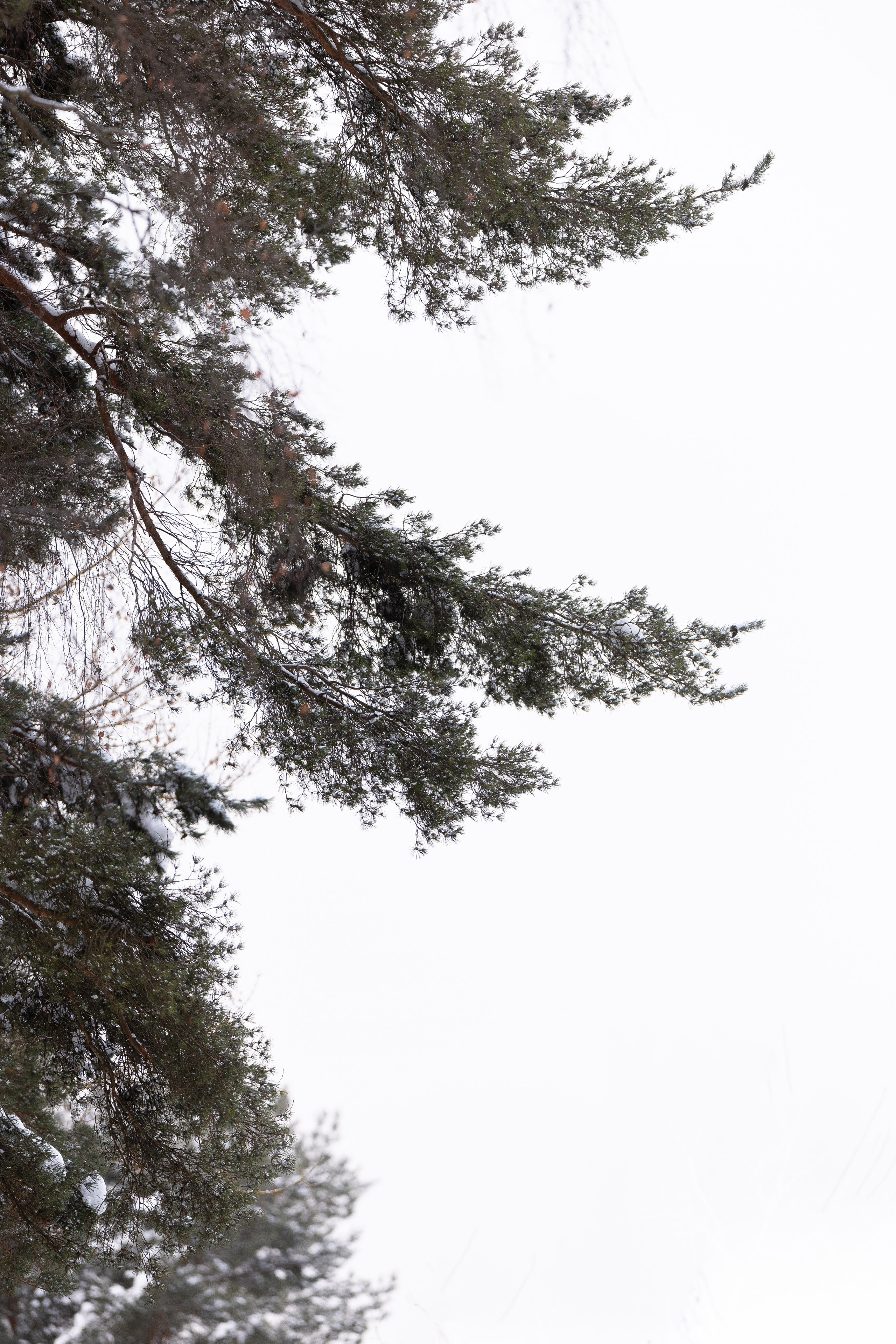 Юми, Серж и Тоши. Фотограф и видеограф анималист Аганина Дарья