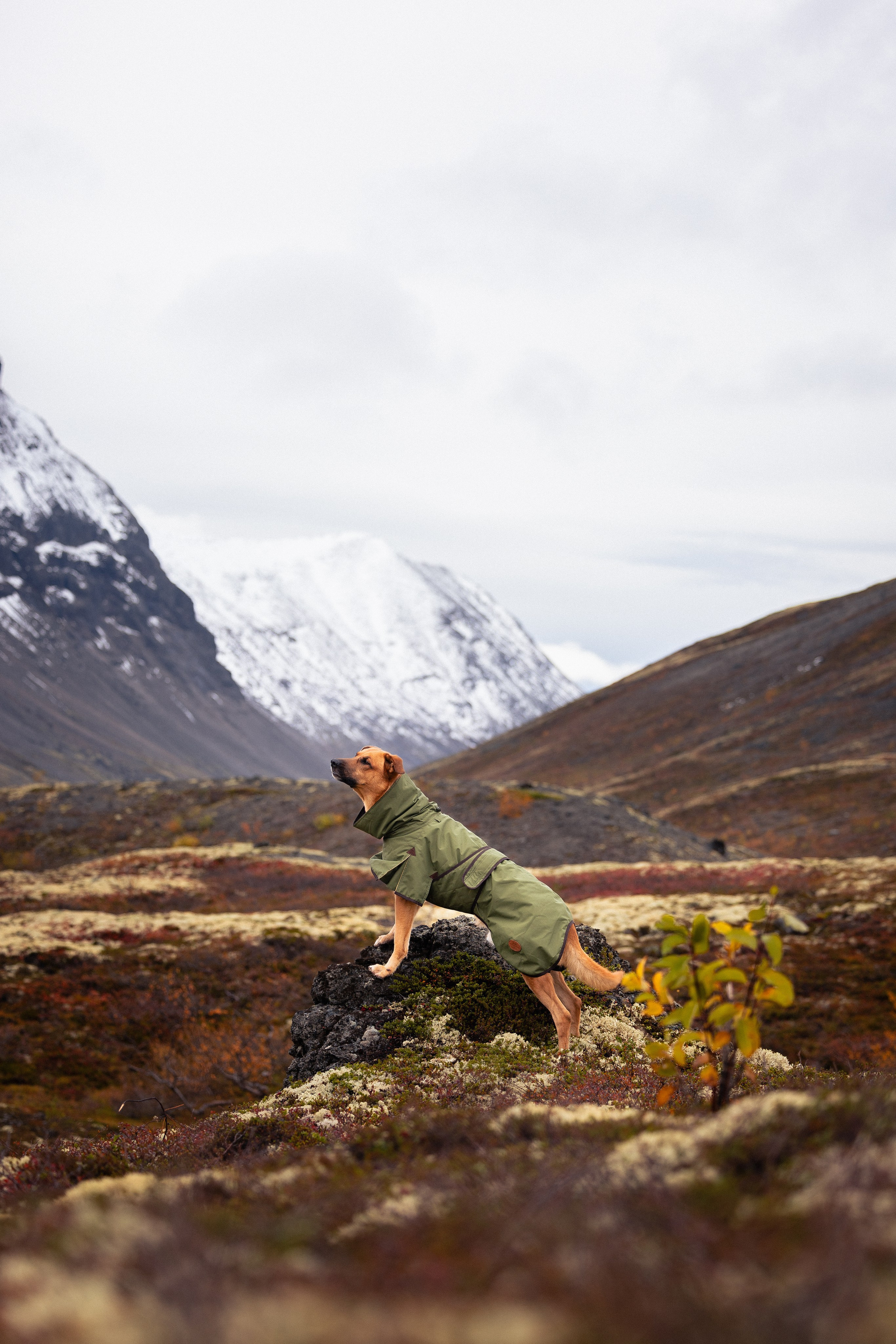 Кольский. Фотограф и видеограф анималист Аганина Дарья