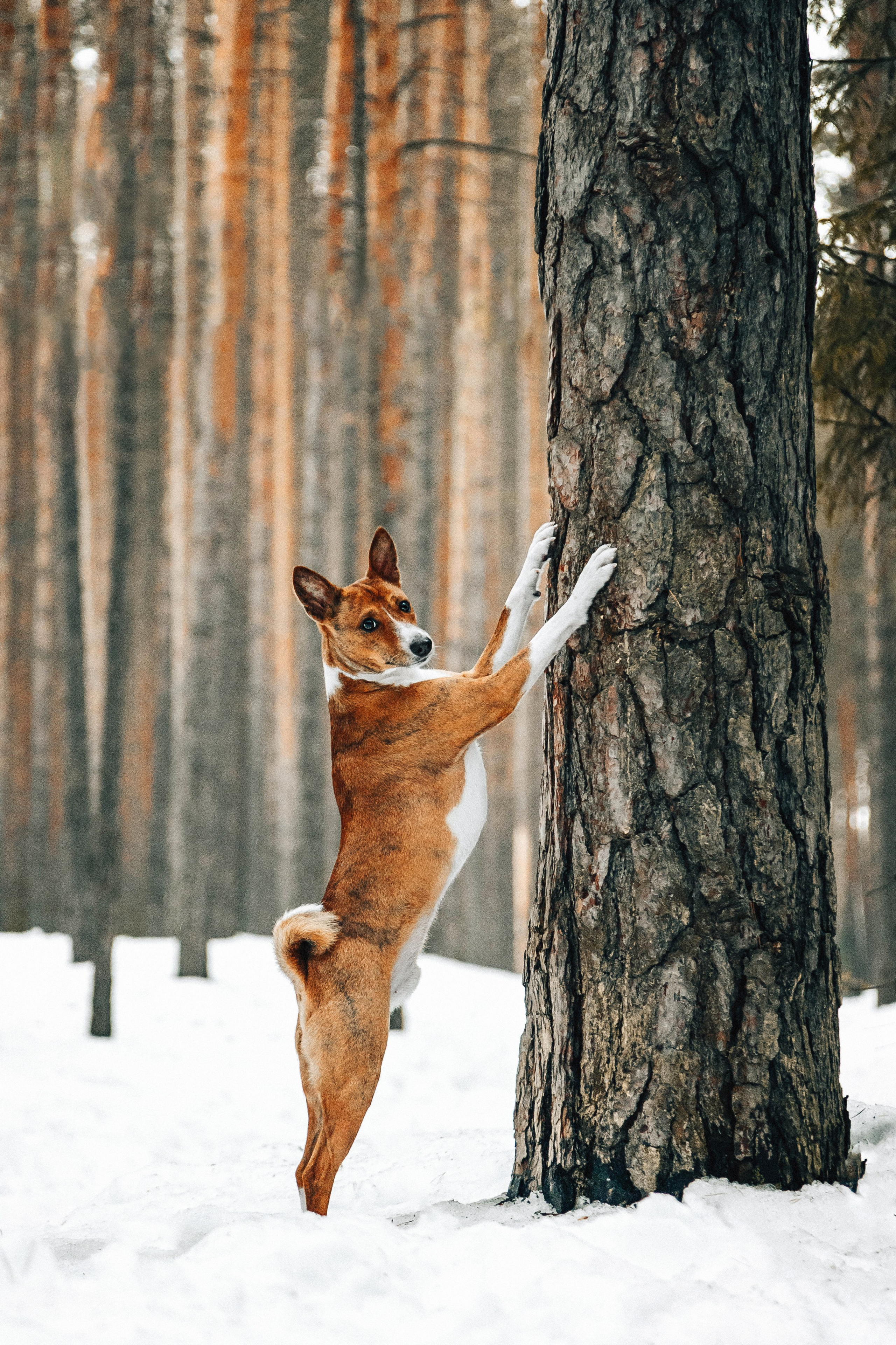 Басенджи Мэнни. Htykk_photo