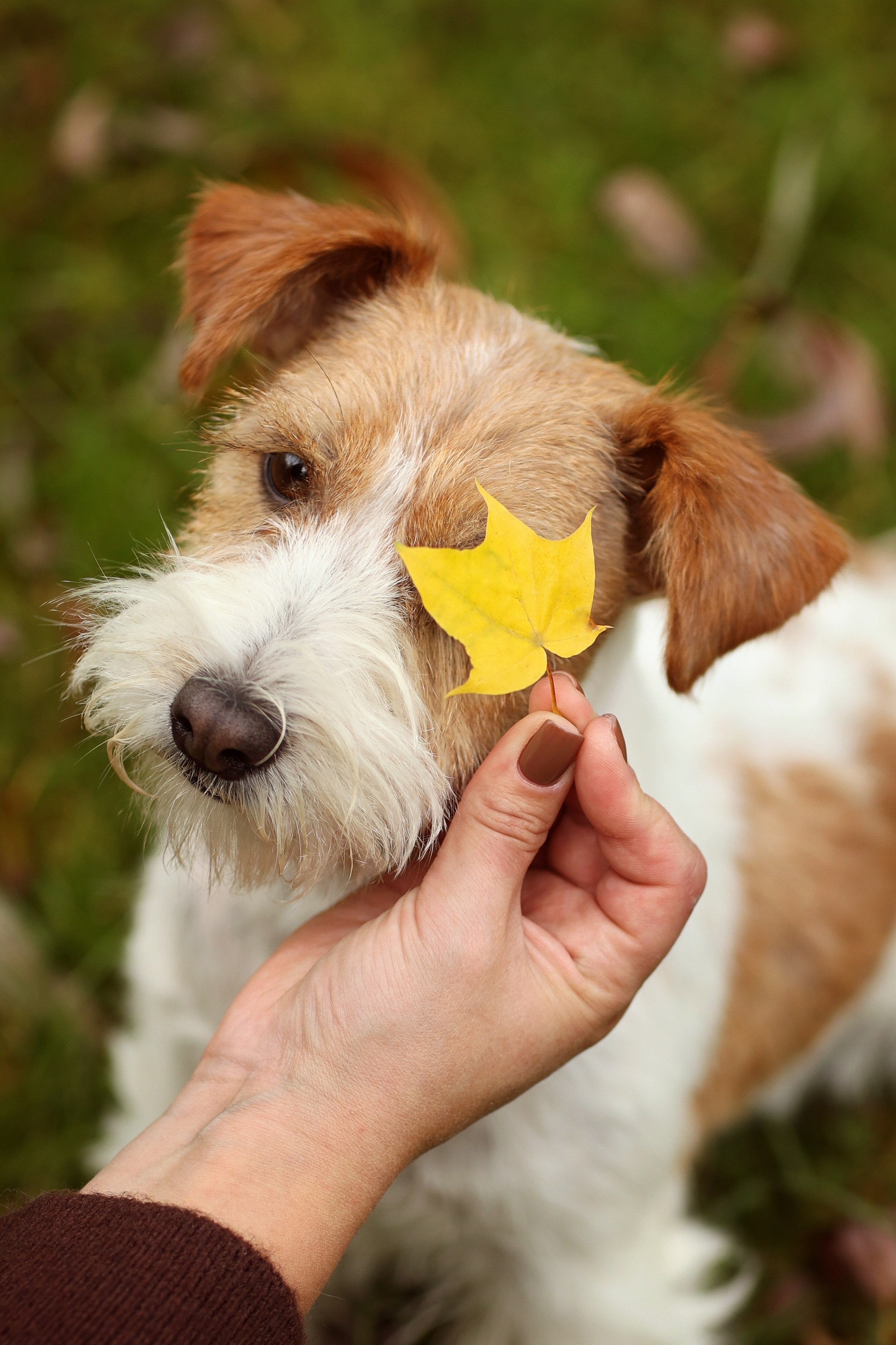 Аня, Броша и Марс. Фотограф — Анималист Наталья Тямушева
