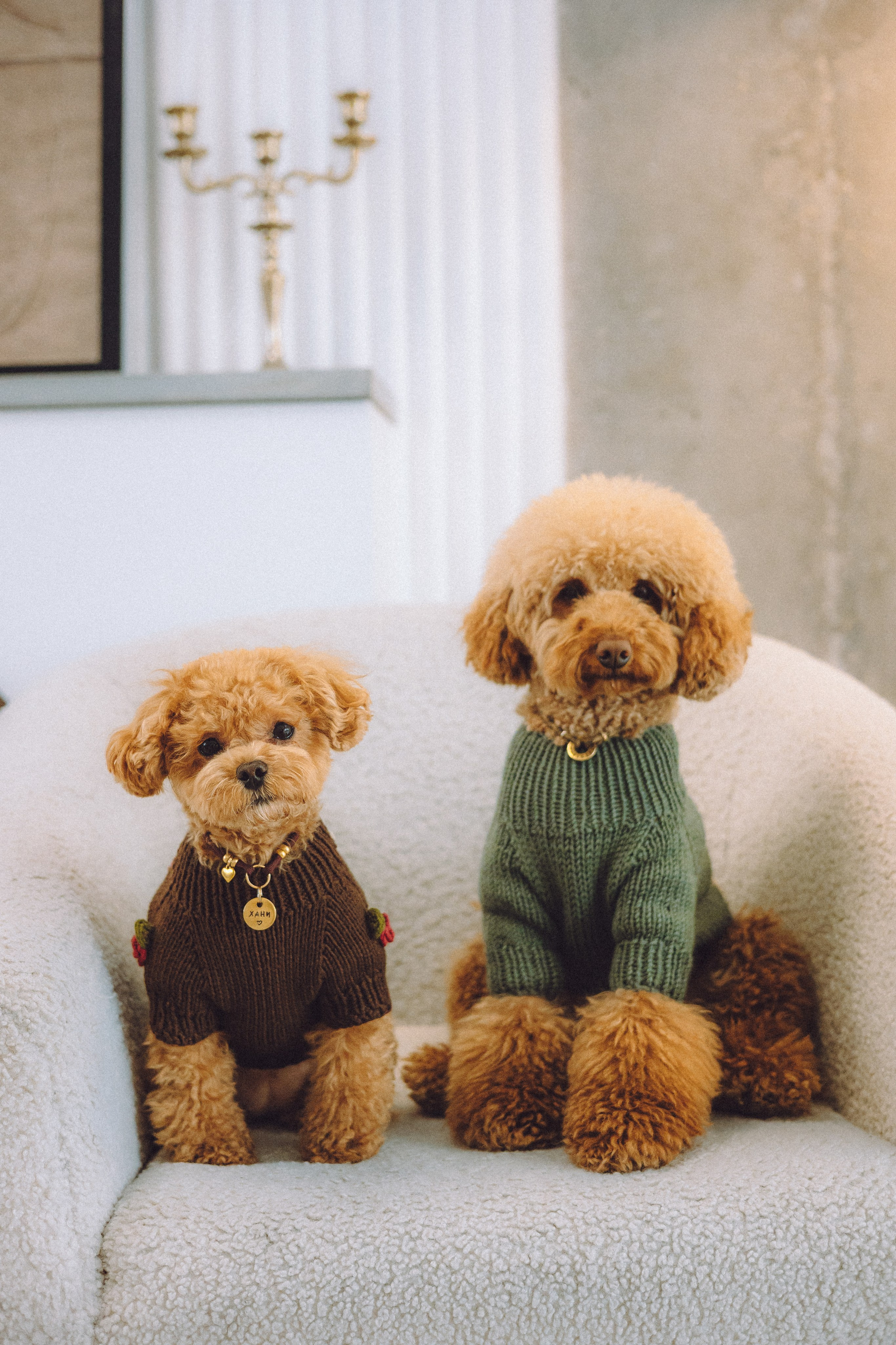 День Рождения пуделя Глаши