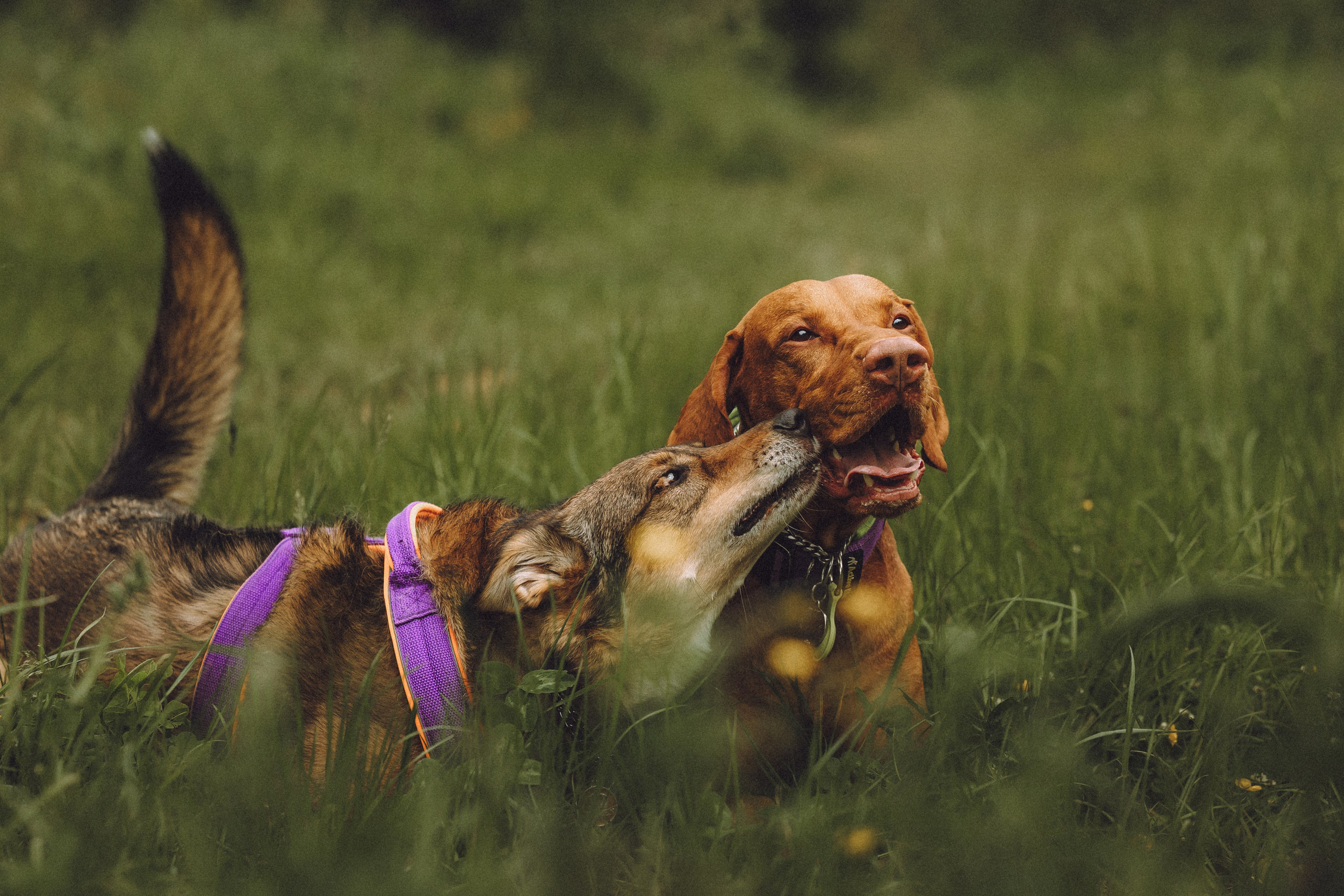 Груша, Данни, Фунтик и их семья