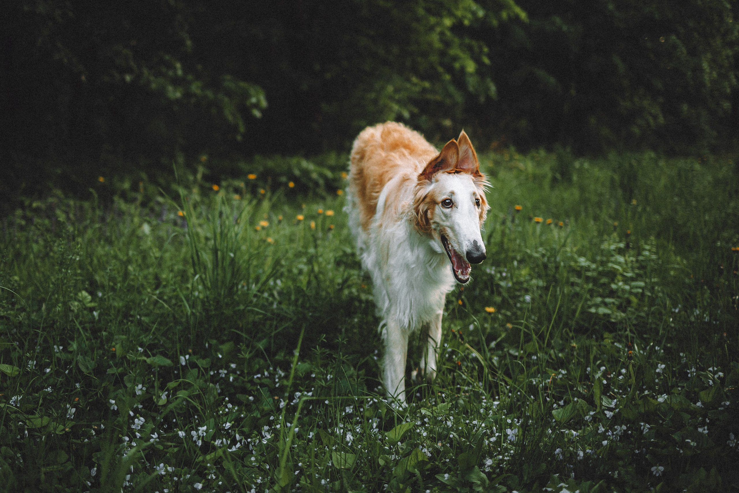 Илай, Зайка и их семья