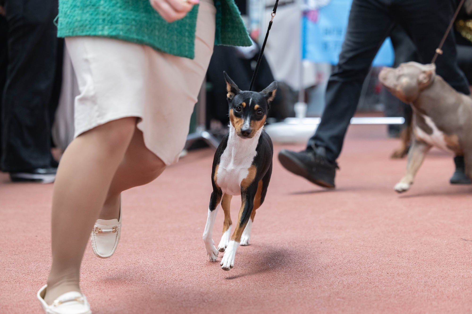 IDBC. Виктория Михайловская. Фотограф-анималист. Москва