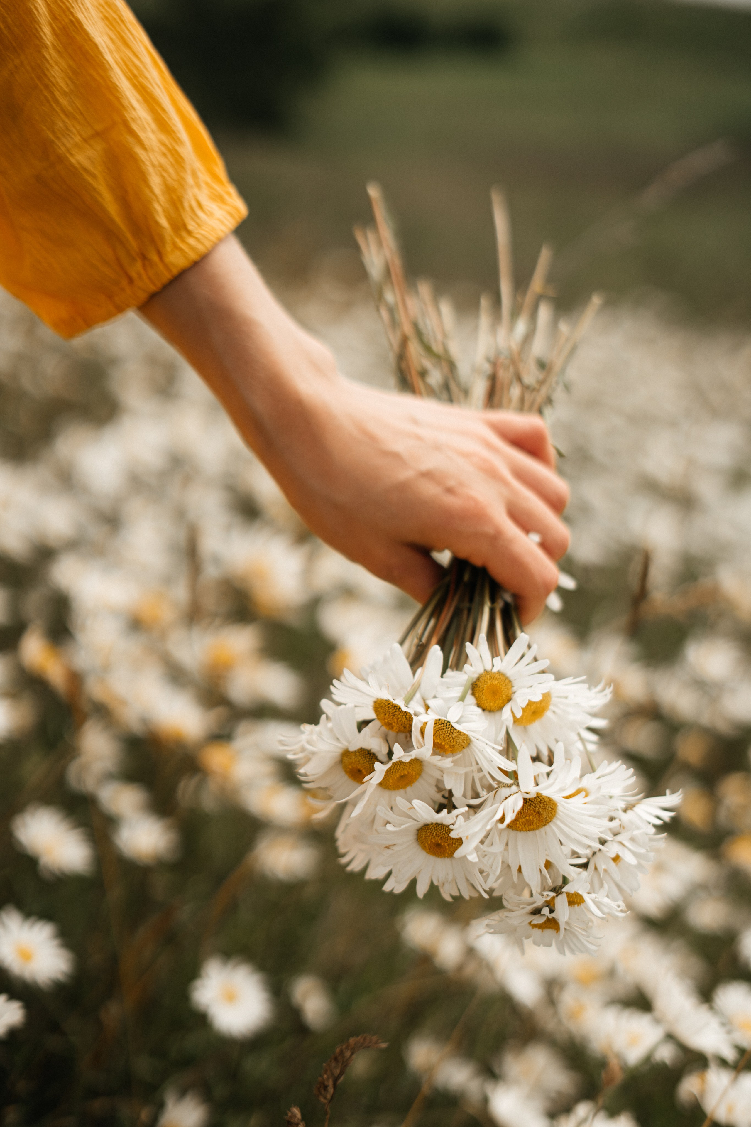 Самый красивый цветок. Фотограф сахалин