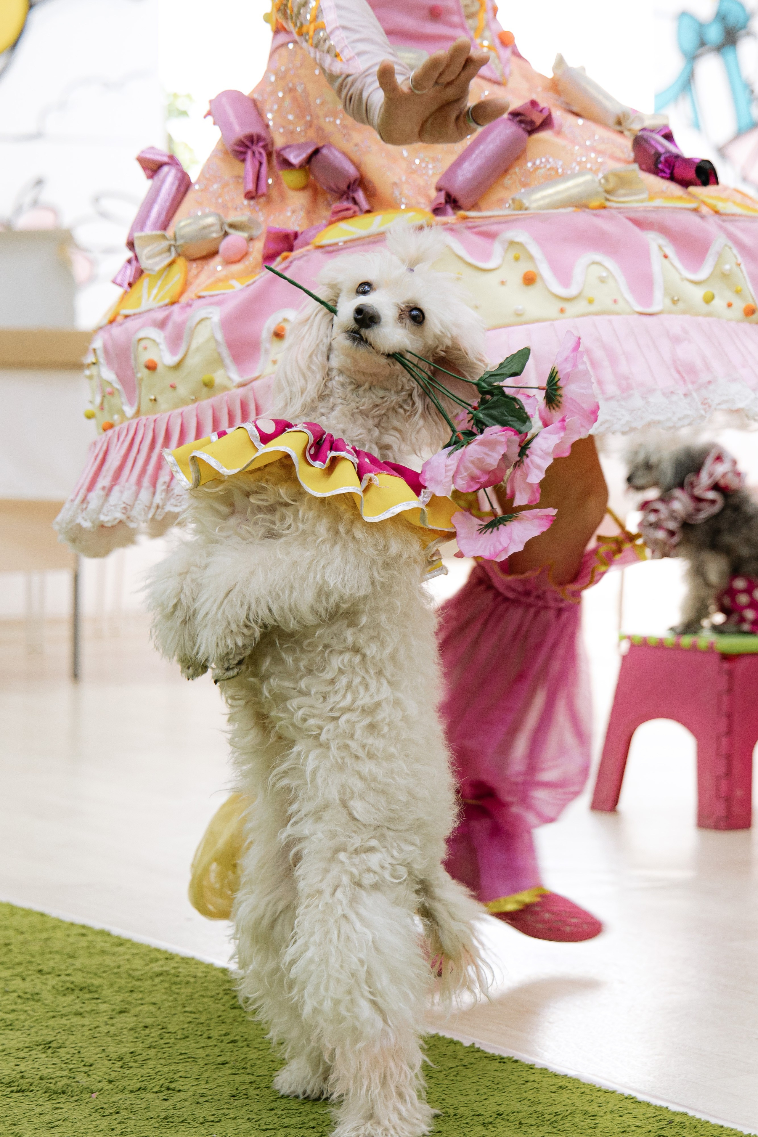 Марк 2 года. Aleksantis