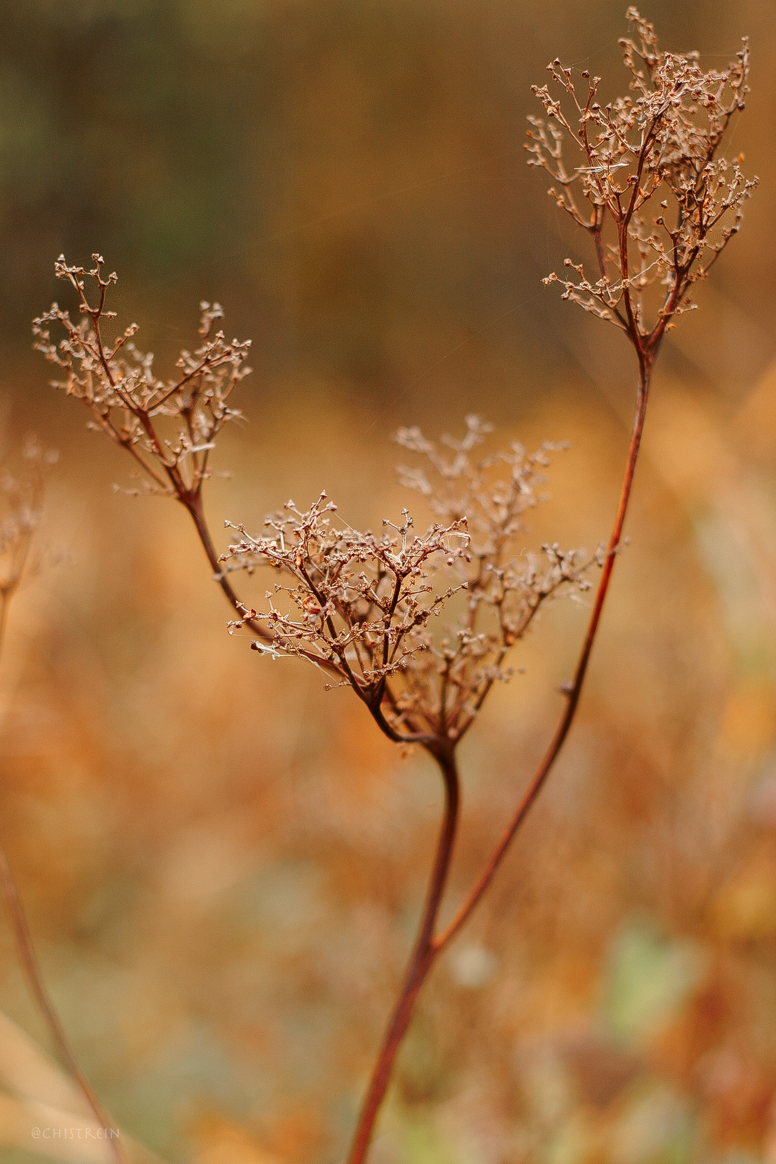 Дальний пирс. Фотограф-анималист Наталия Чистюхина в г. Сосновый Бор и ЛО