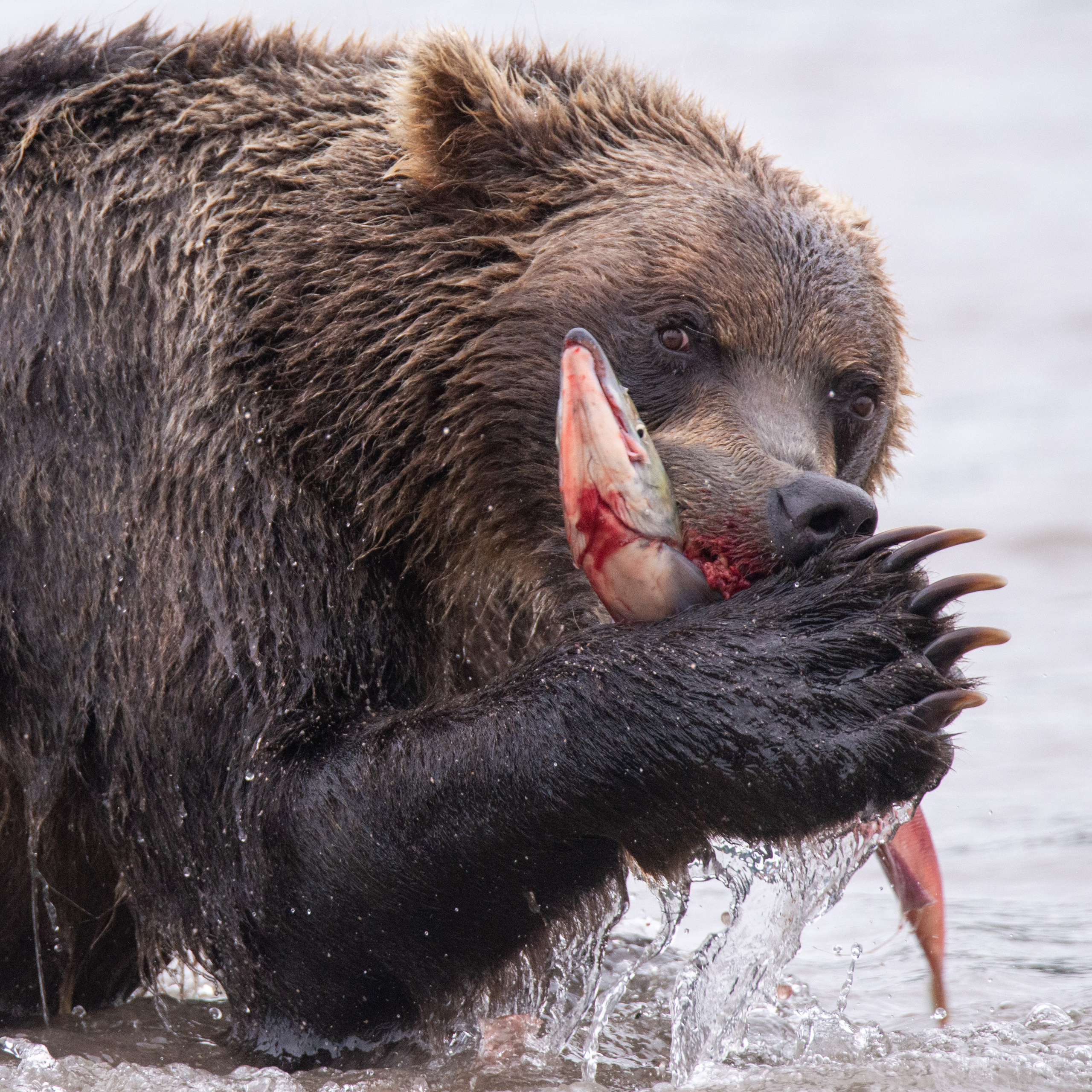 Камчатка — земля медведей. Игорь Иванко — Репортажный и событийный фотограф. Москва