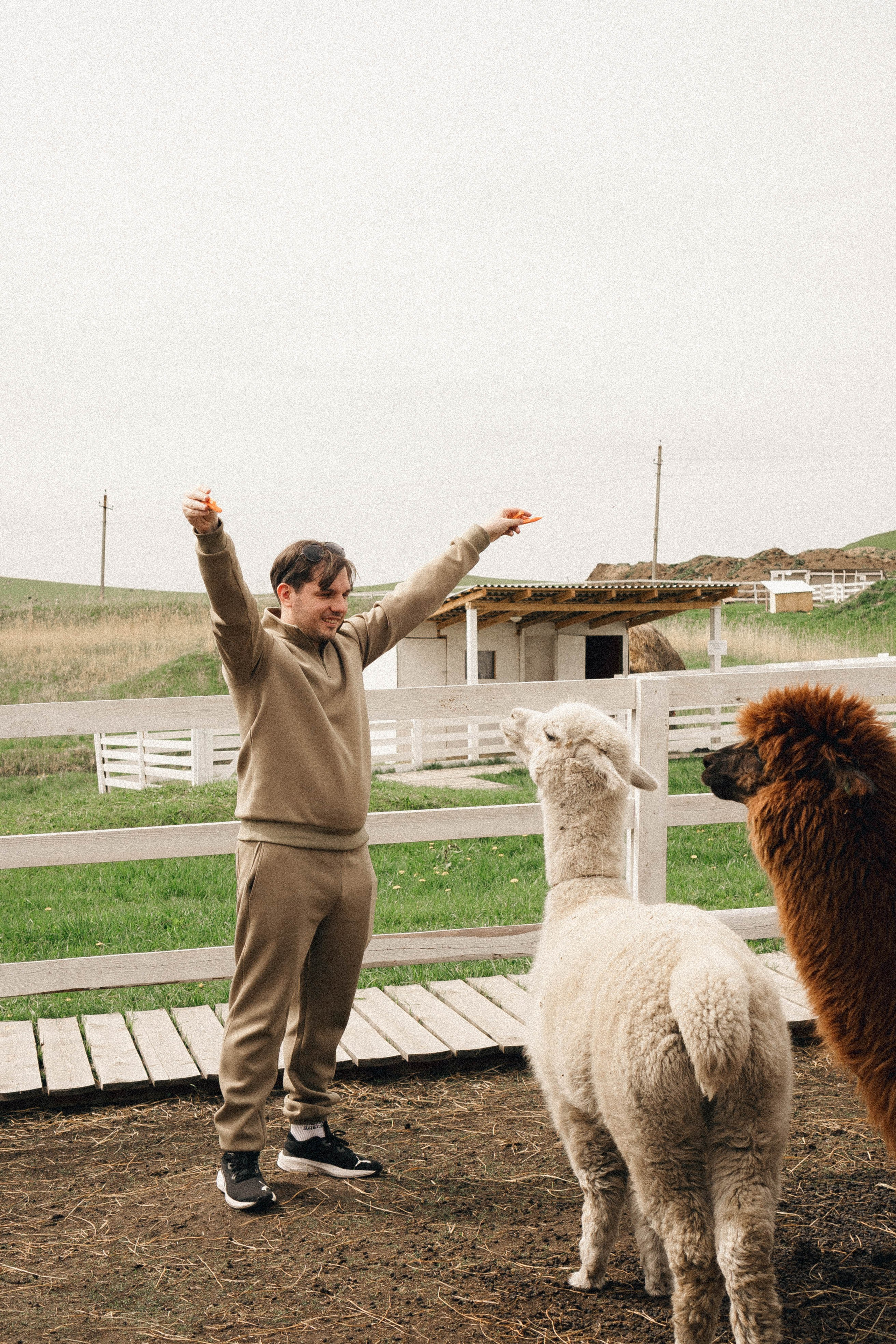 Ферма Альпак. Профессиональный фотограф, Санкт-Петербург — Виктория Богомолова