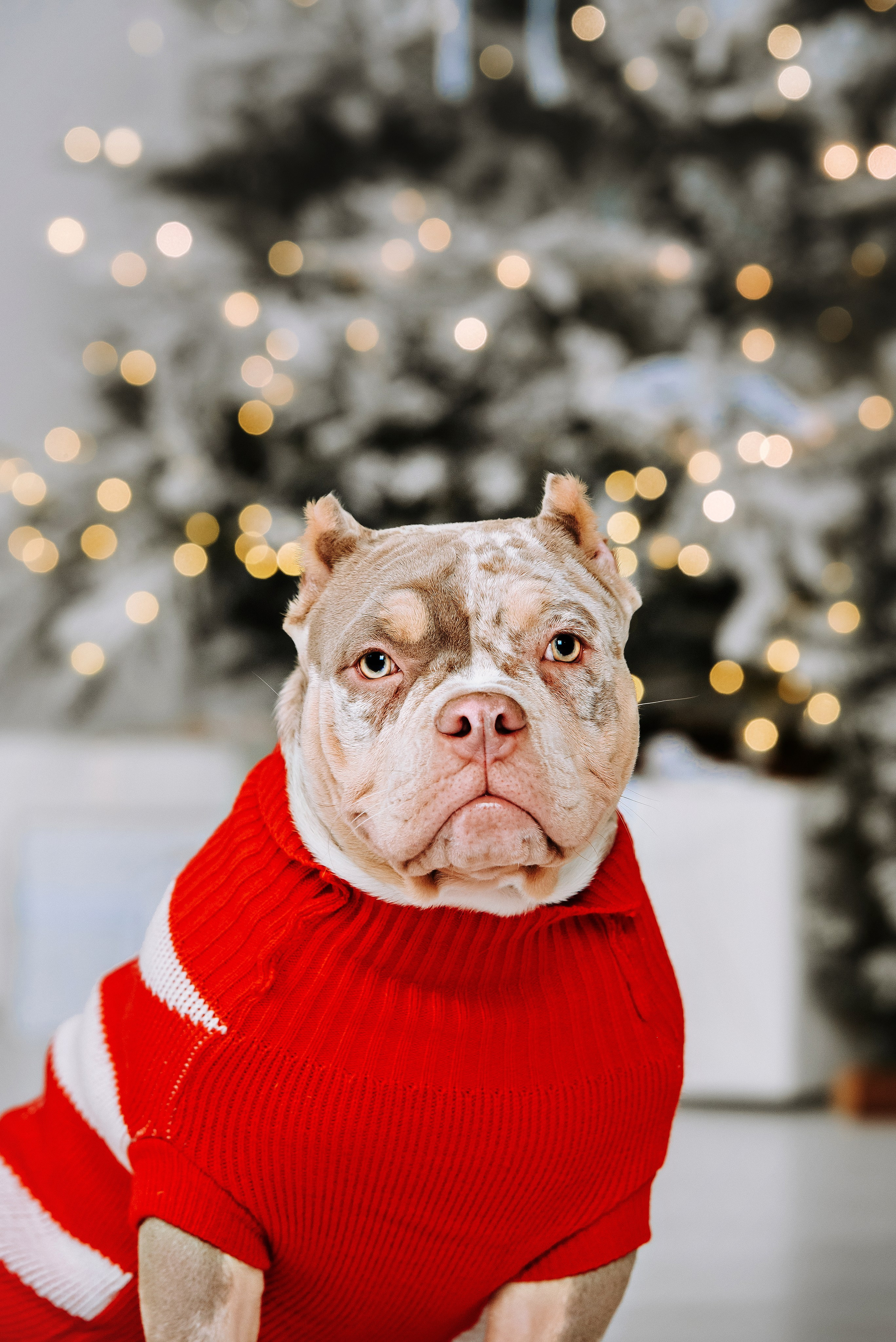 Семейная съёмка с питомцами в фотостудии. Фотограф Диана Оленина Красноярск / Братск