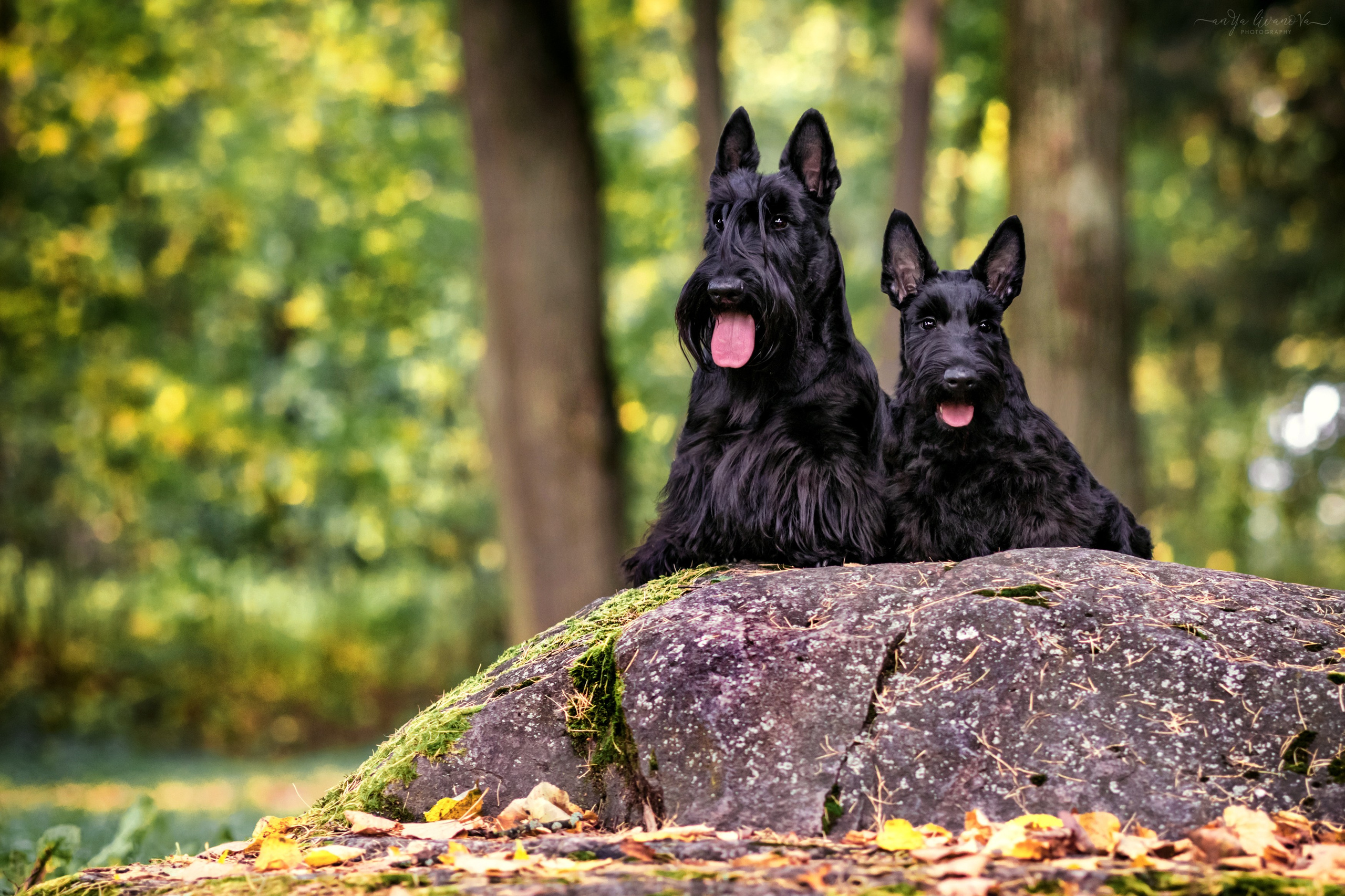 Скотчики Аврора и Амира. Фотограф анималист Аня Ливанова | Рыбинск