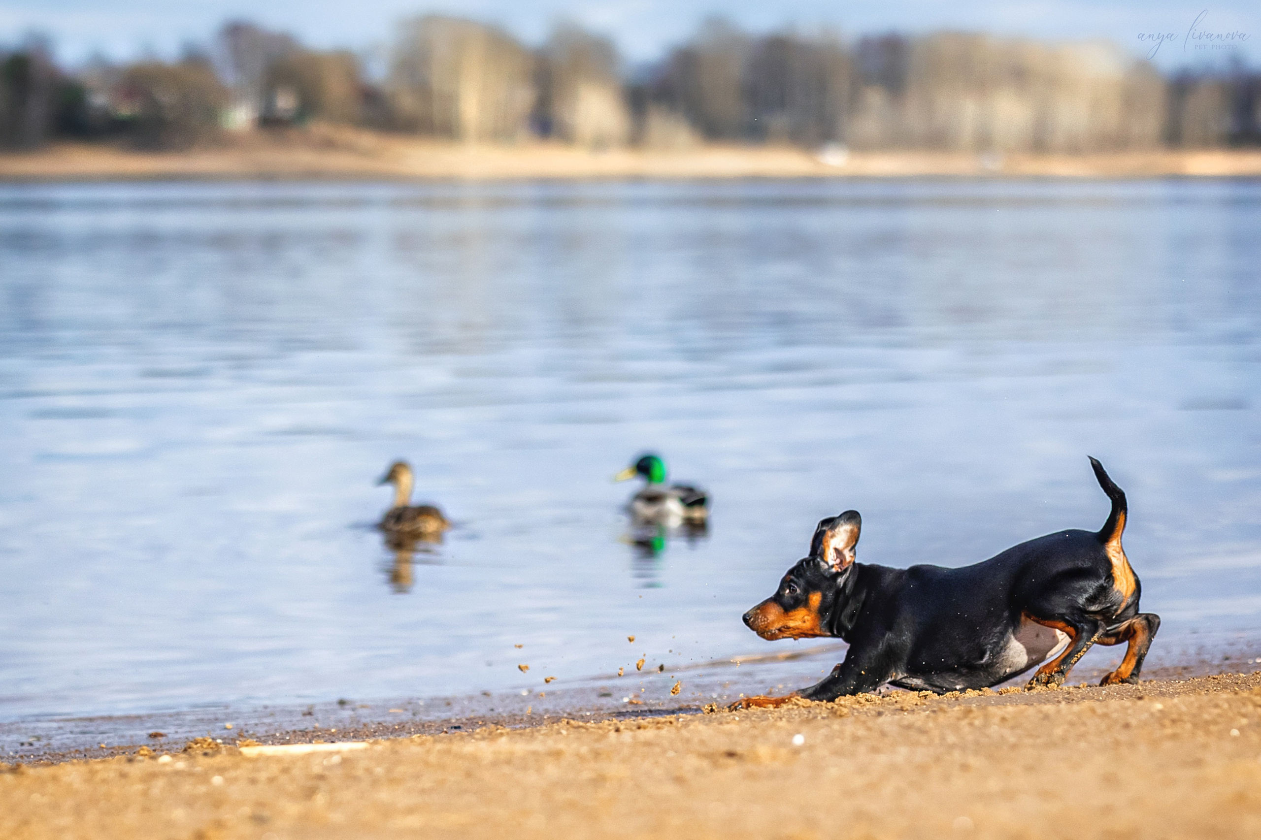 Баффи. Фотограф анималист Аня Ливанова | Рыбинск