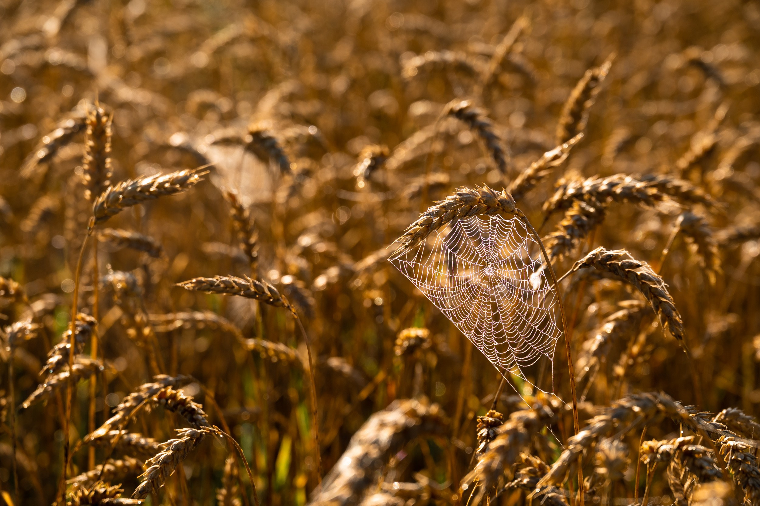 Одоев. Фотограф и видеооператор в Туле | Даниил Рыбак