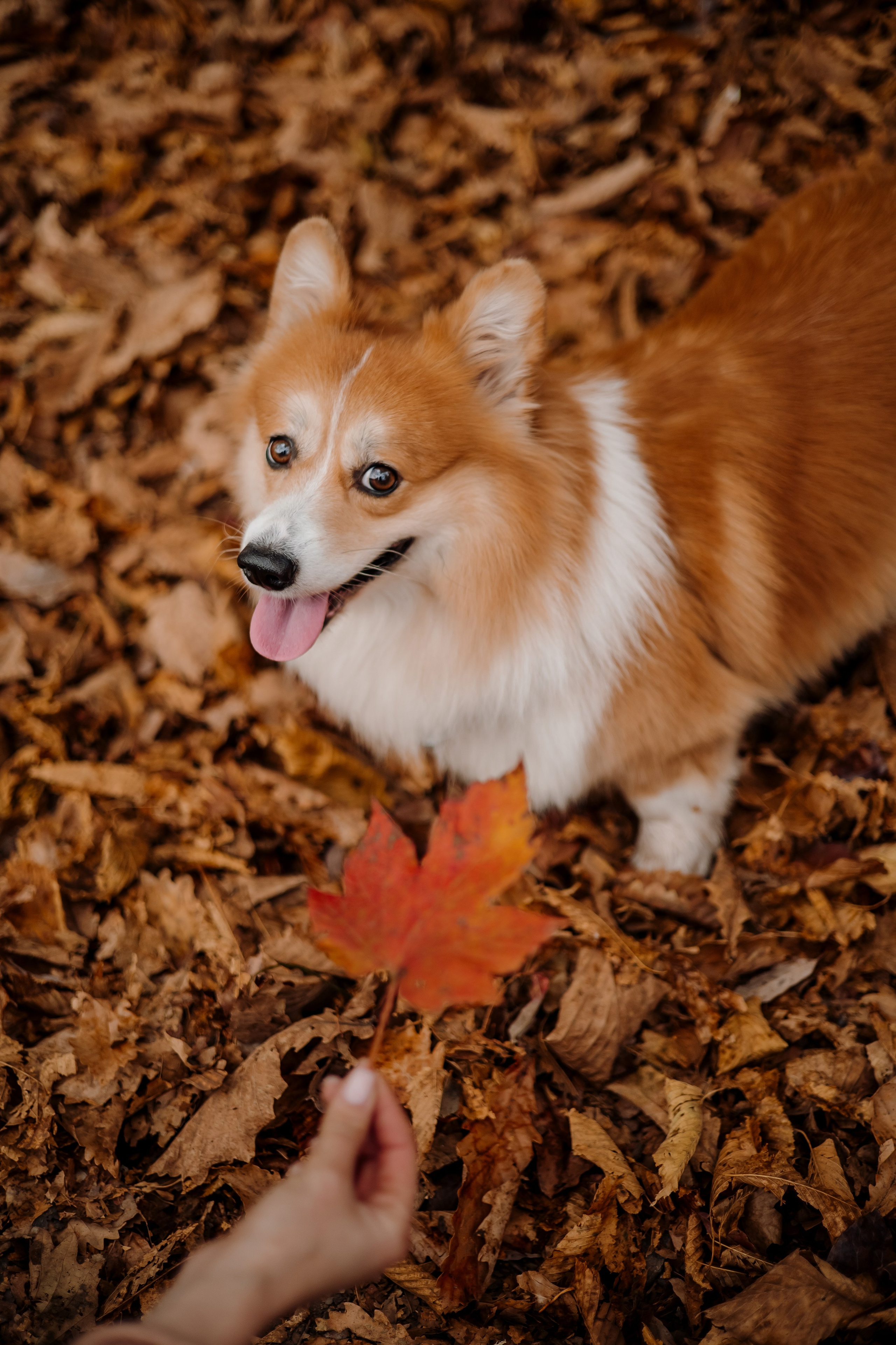 Осень. Фотограф Ирина Калиниченко