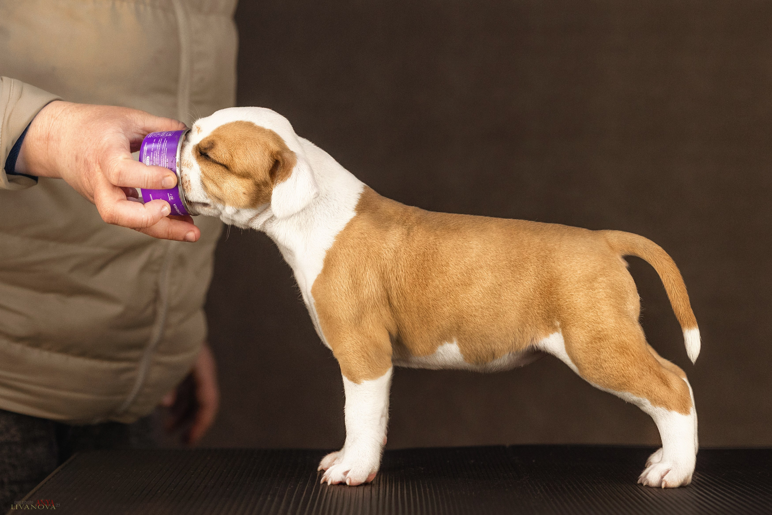 Стаффики. Фотограф анималист Аня Ливанова | Рыбинск