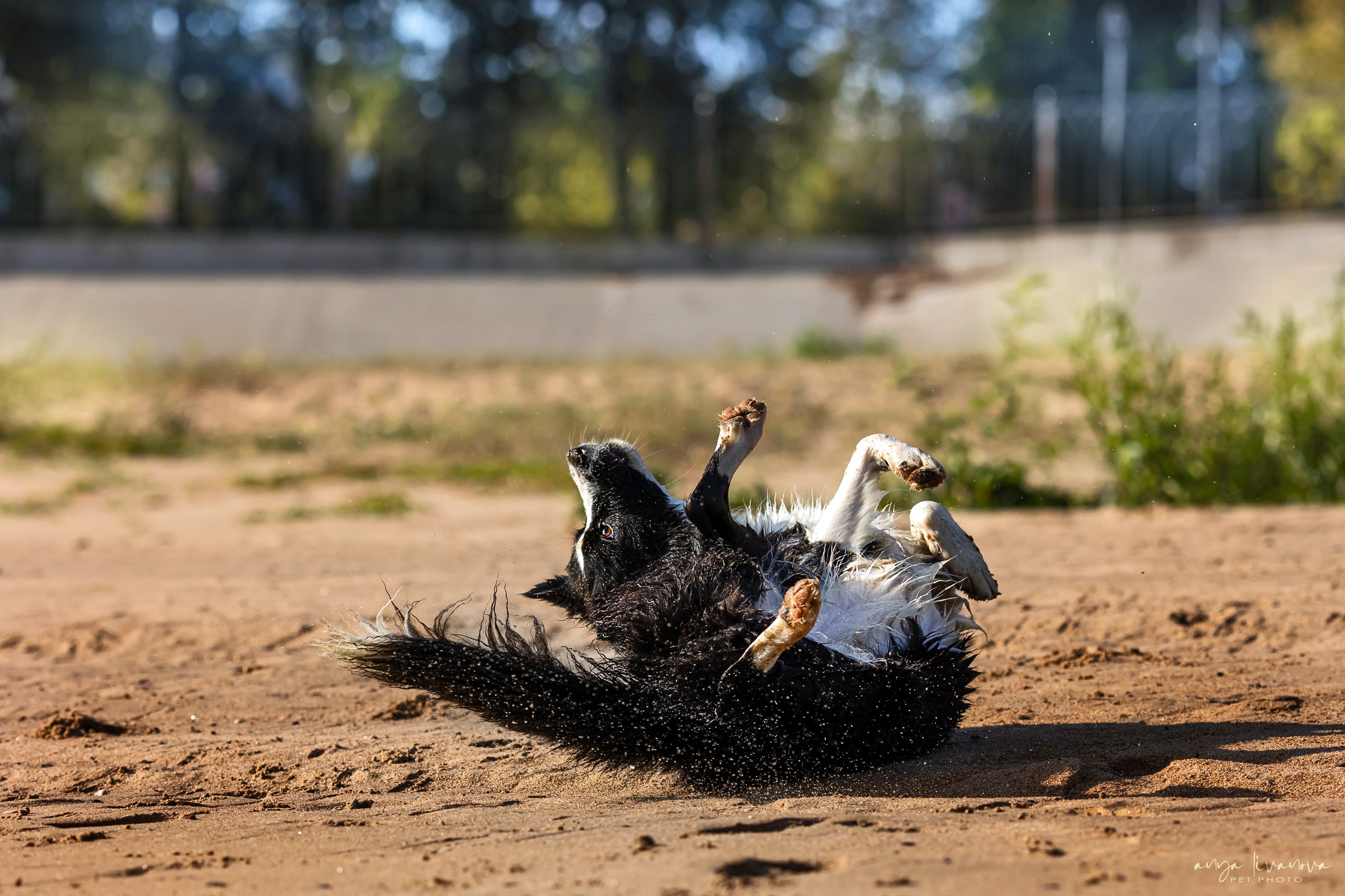 Алена и Майли. Фотограф анималист Аня Ливанова | Рыбинск