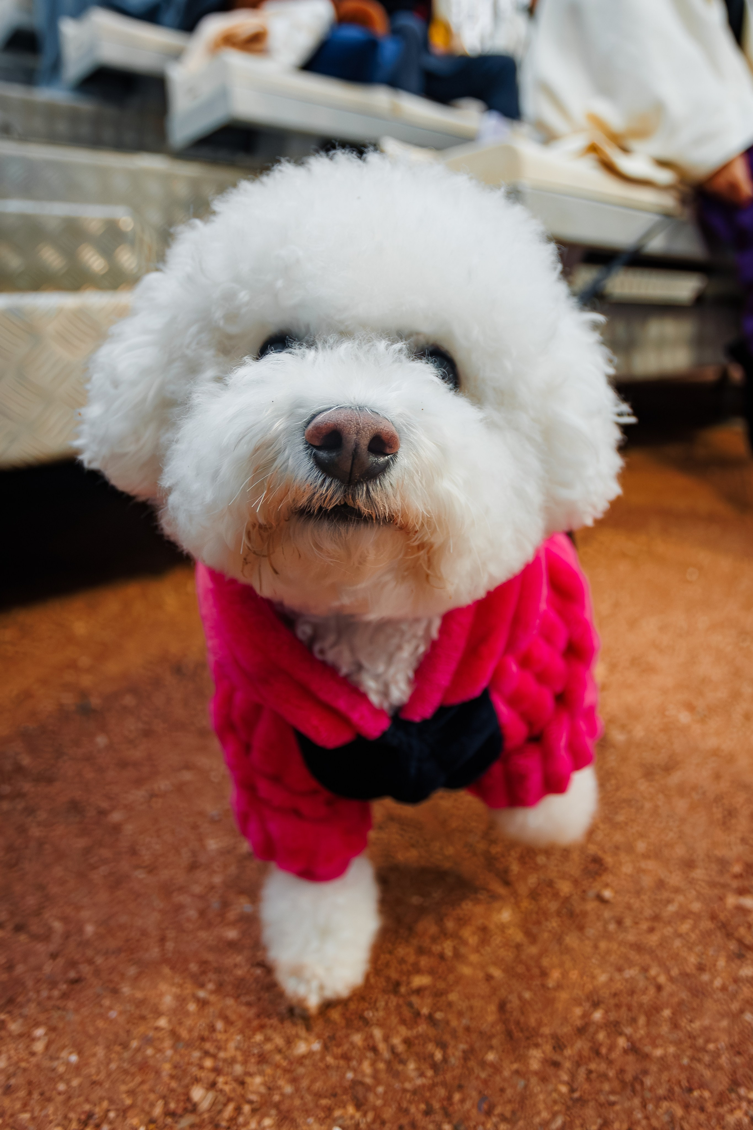 Турнир «PALLASA PADEL CUP»_Modus_Ялта_20.12.2025. Аминов Руслан | Фотограф