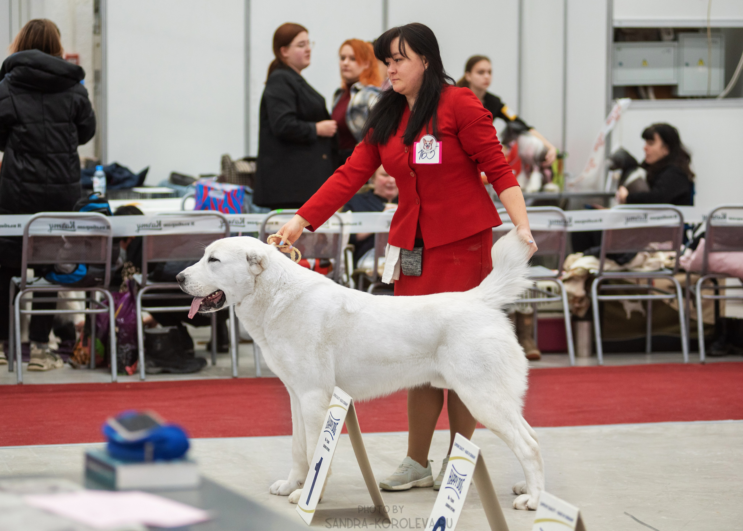 Выставка собак тюмень 14.01.2023. Дог-фотограф в Тюмени Александра Королева