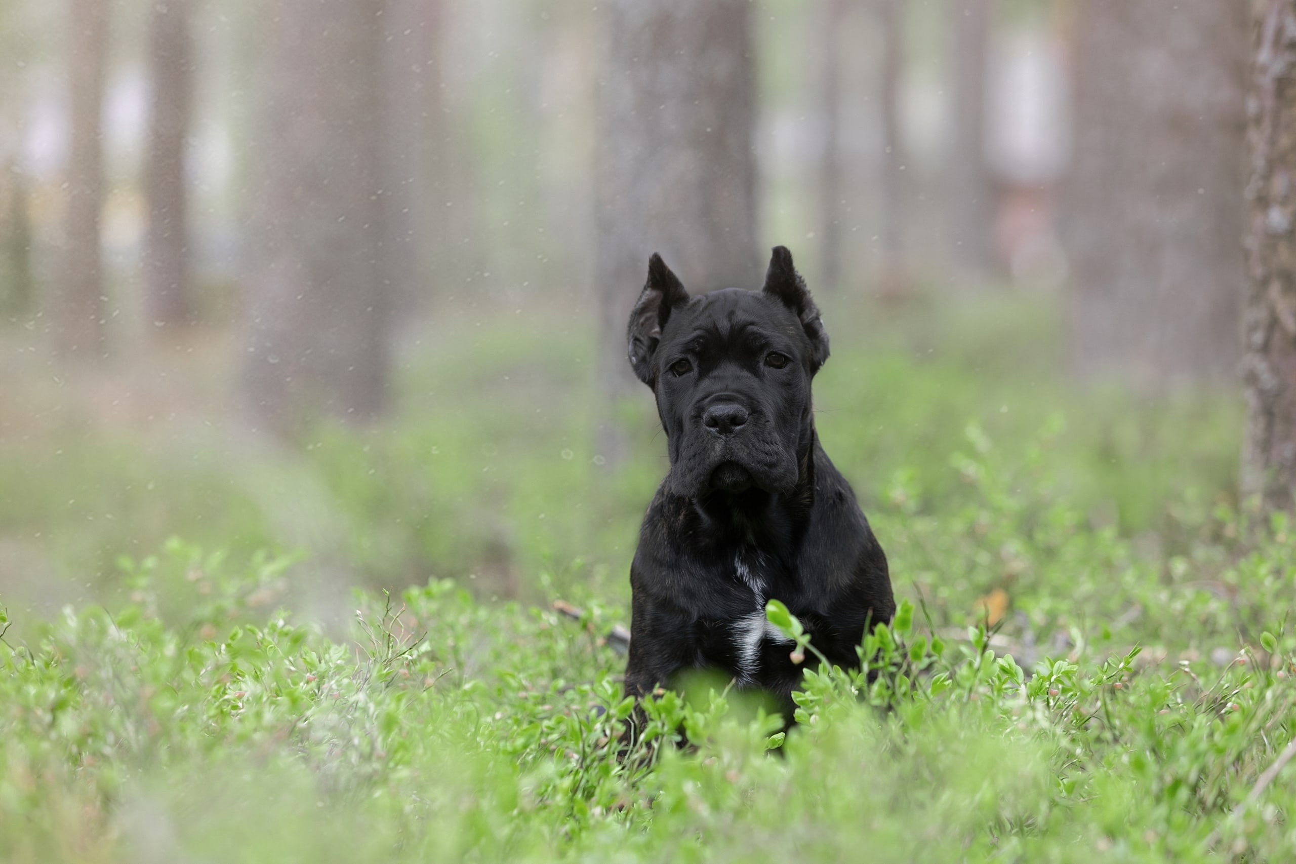 Улица. Фотограф-анималист Антон Базылевич