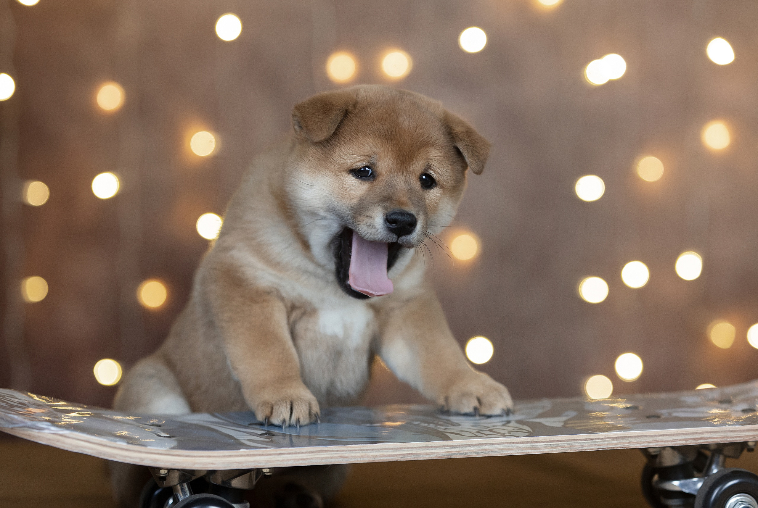 Студия. Фотограф-анималист Антон Базылевич