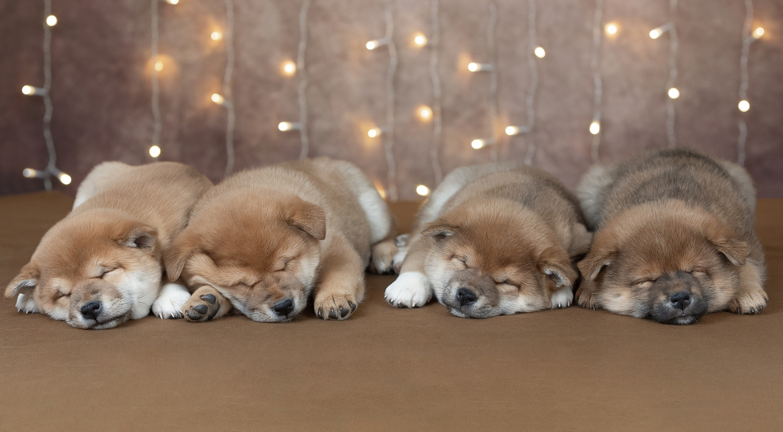 Студия. Фотограф-анималист Антон Базылевич